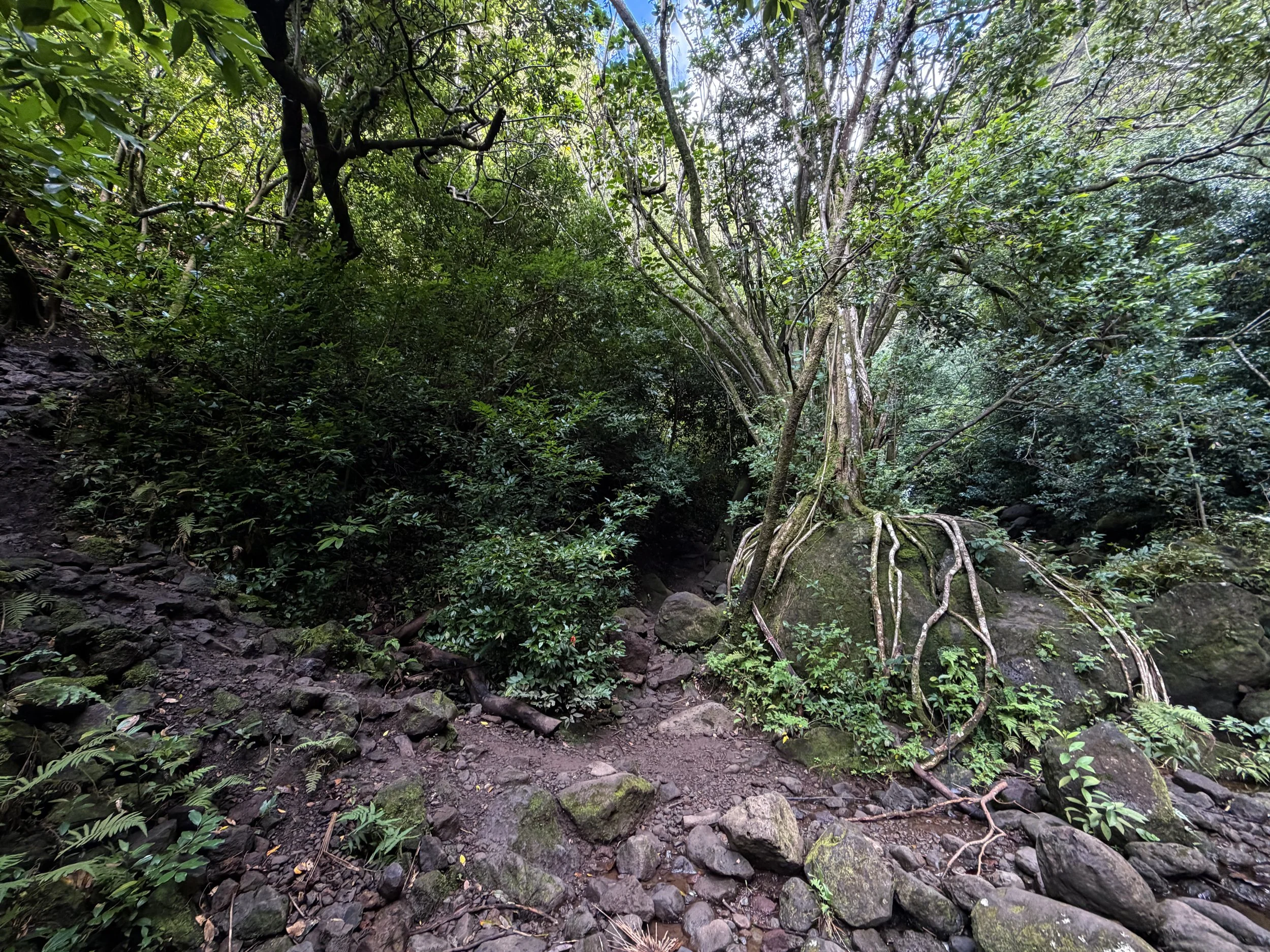 Lulumahu Falls Trail Oahu Hawaii