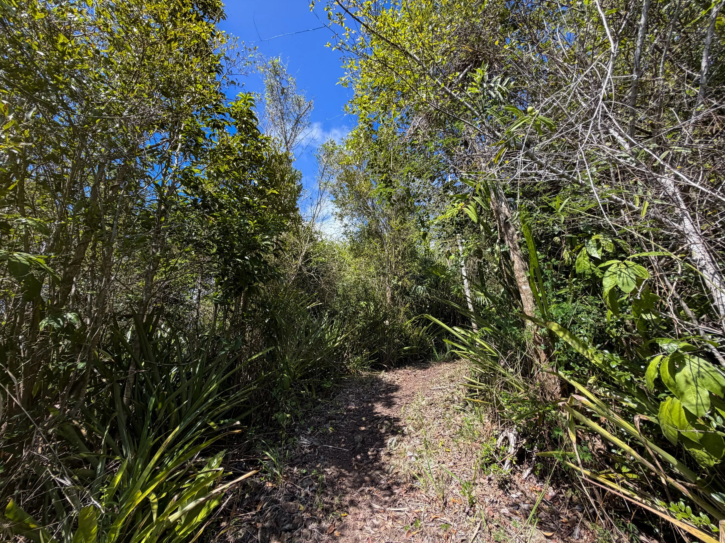 Caneel Hill Trail Virgin Islands National Park