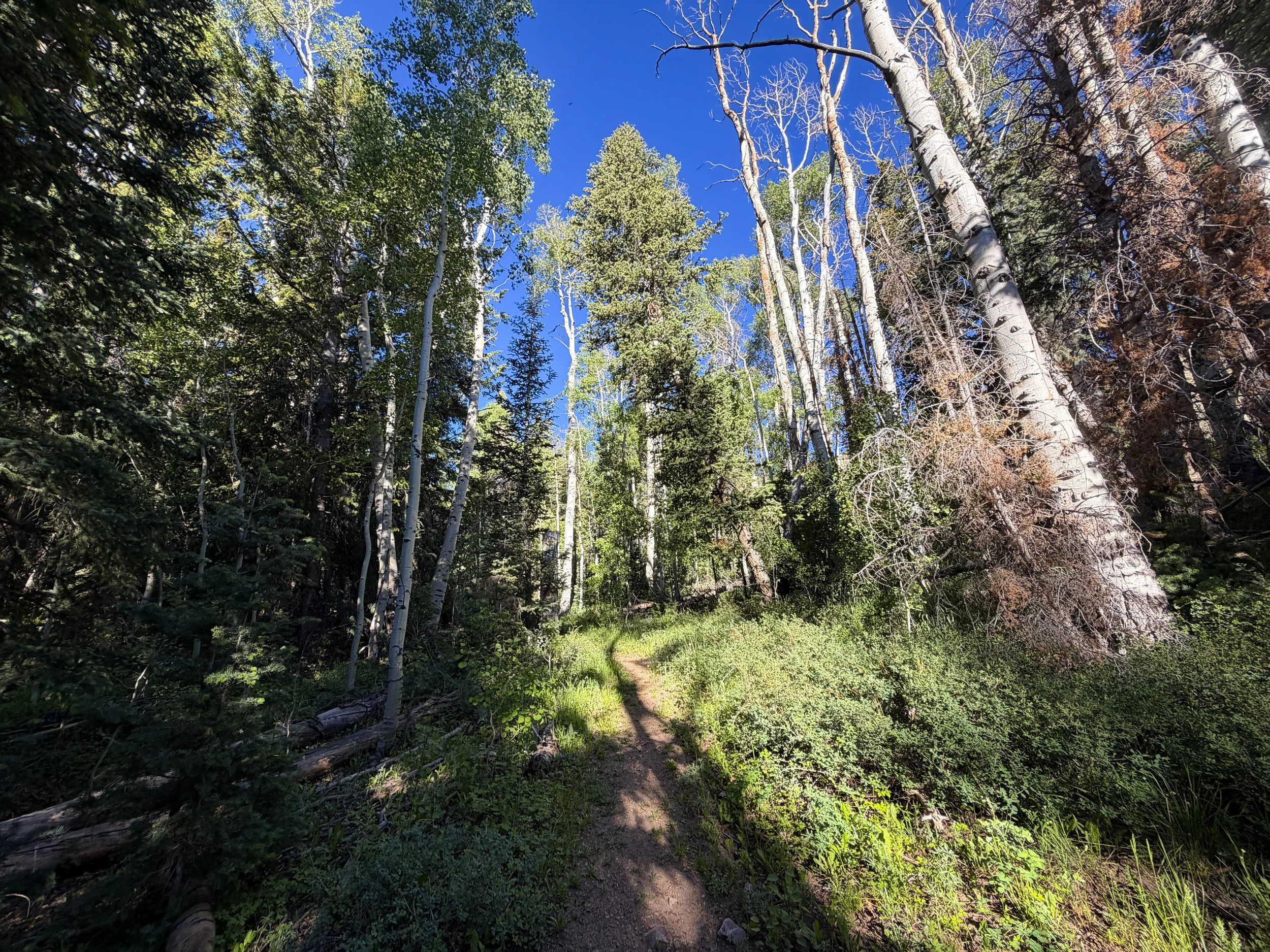 Upper Strawberry Creek Trail Great Basin National Park Nevada