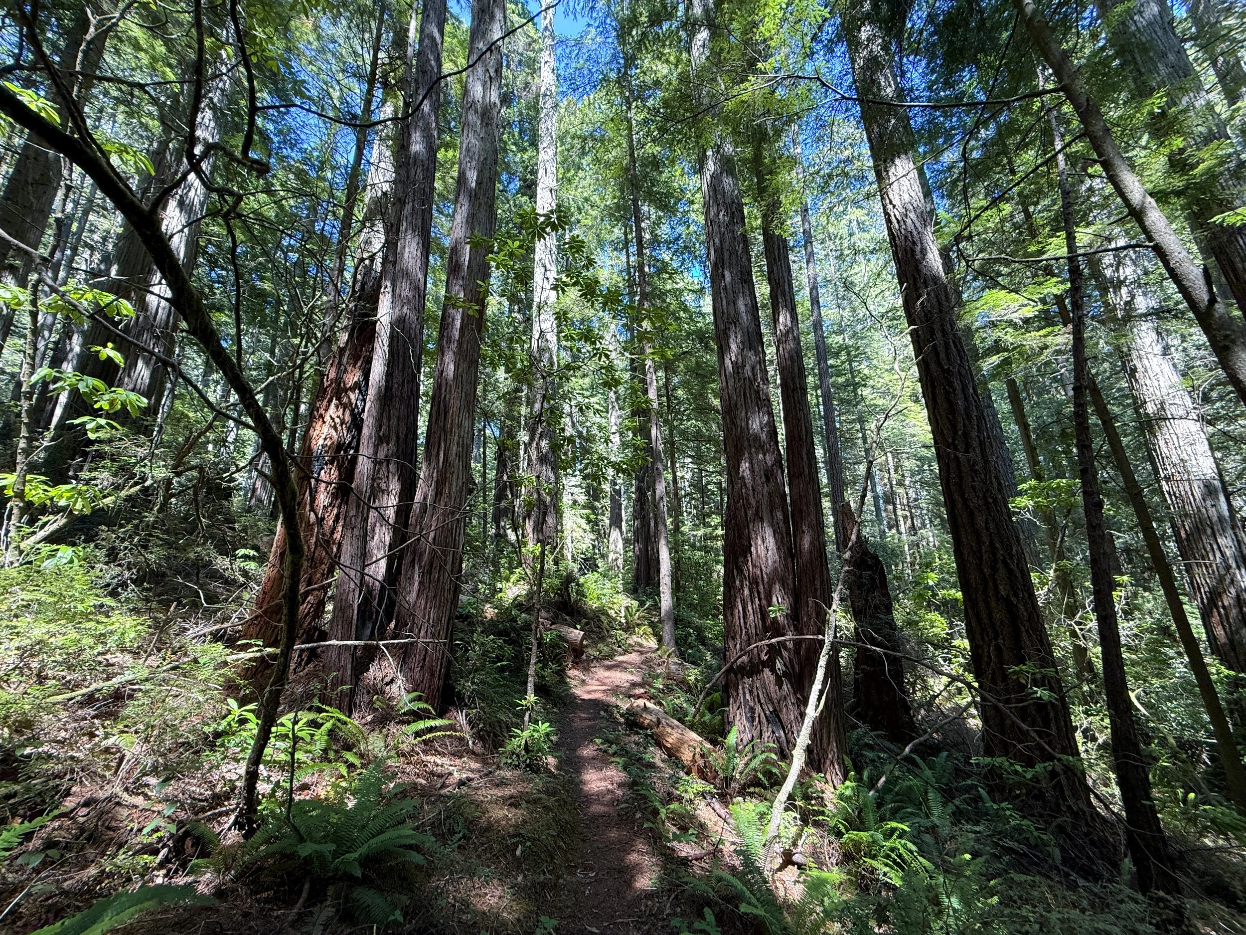 Hope Creek-Ten Taypo Loop Trail Prairie Creek Redwoods State Park California
