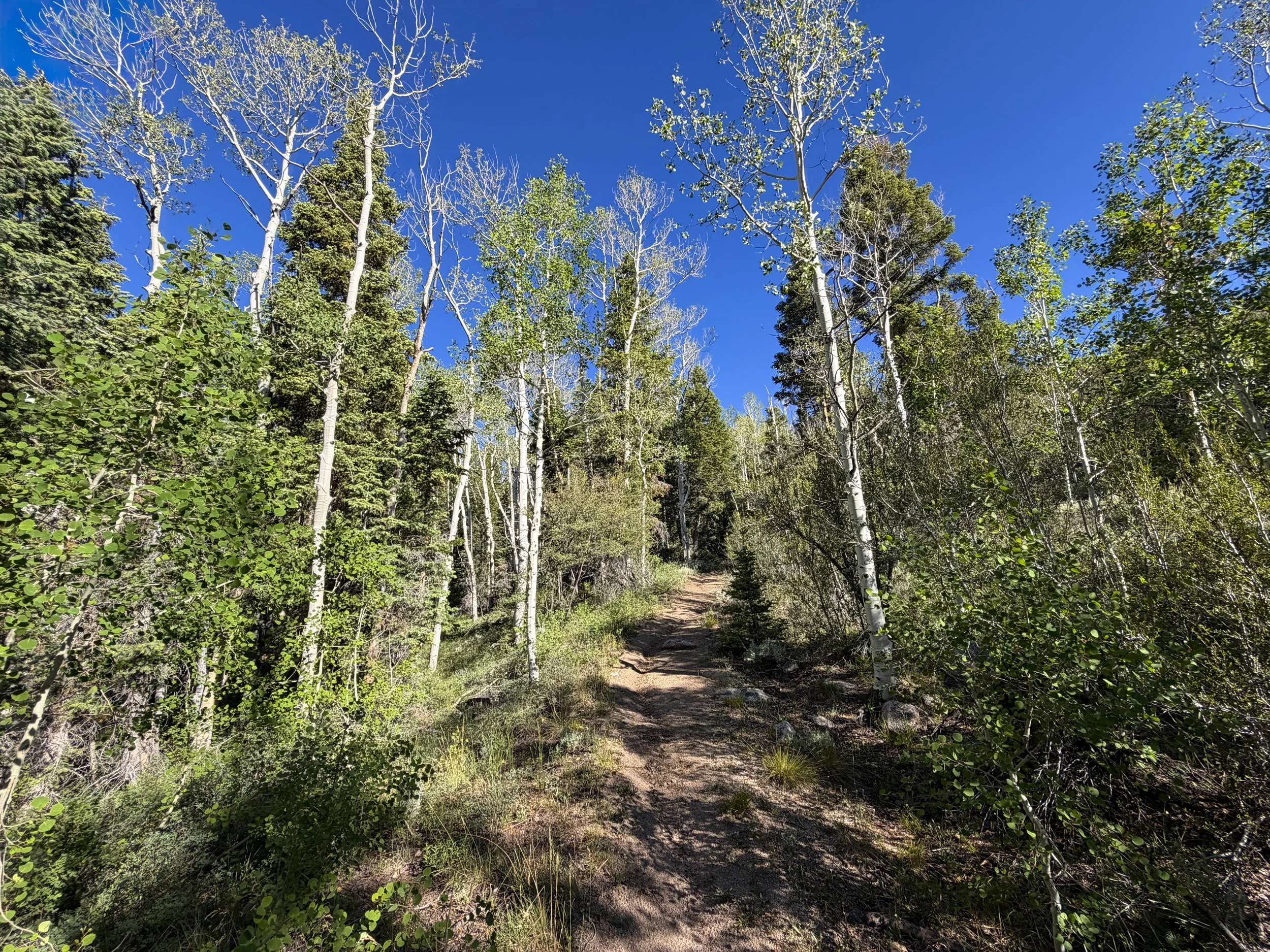 Johnson Lake Trail Great Basin National Park Nevada