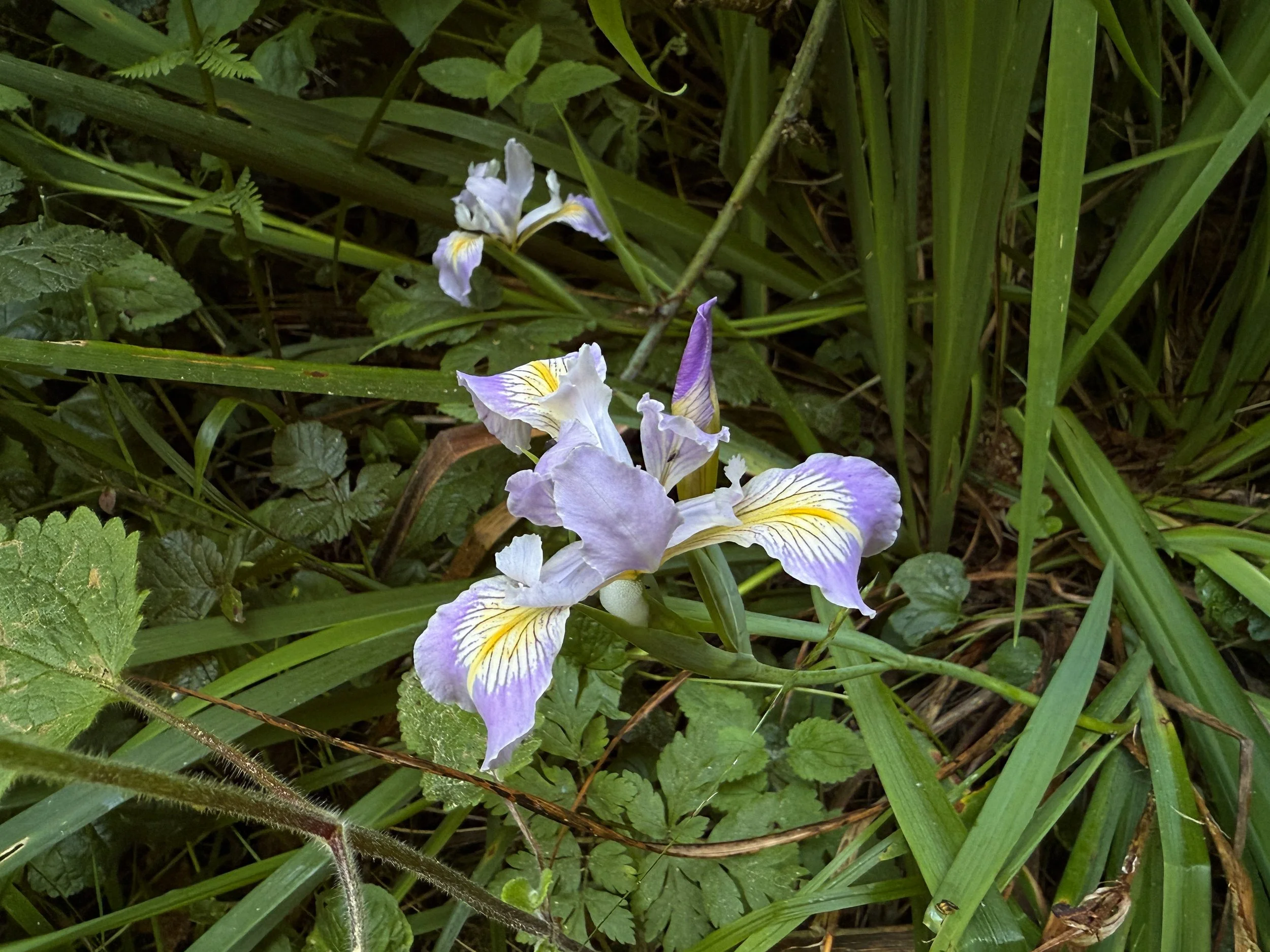 Douglas Iris douglasiana