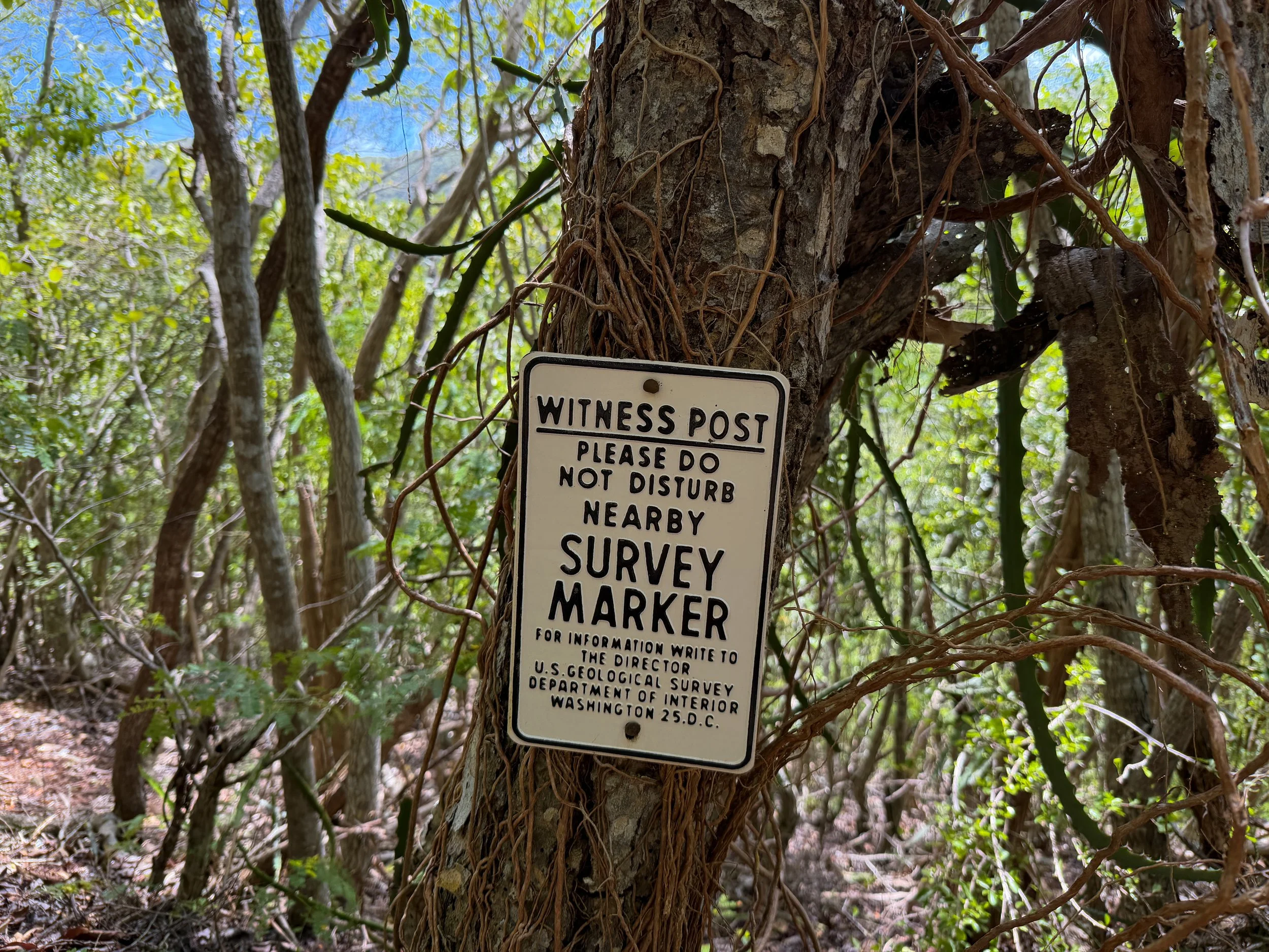 Bordeaux Mountain Trail Virgin Islands National Park