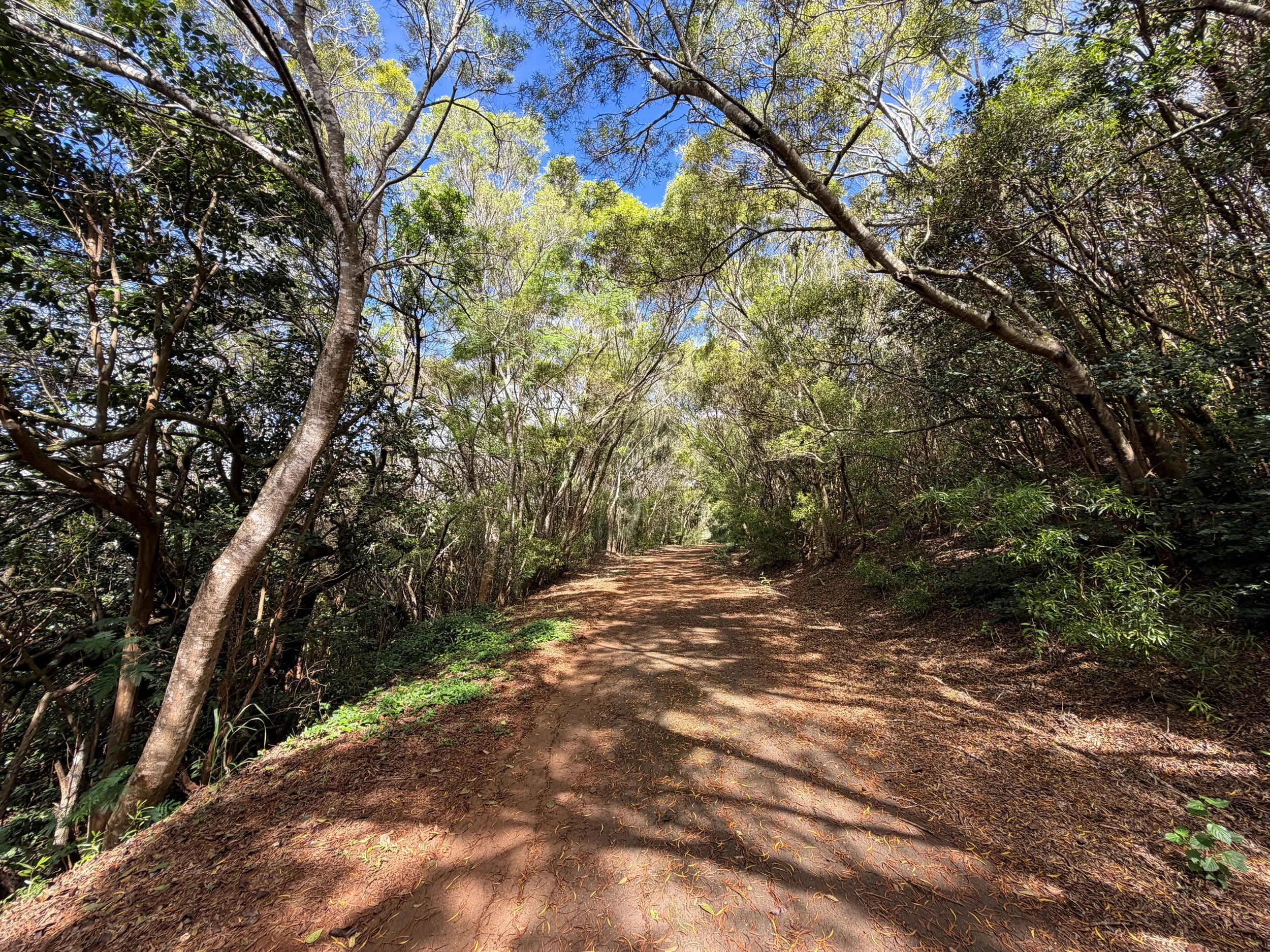 Wiliwilinui Ridge Trail Oahu Hawaii