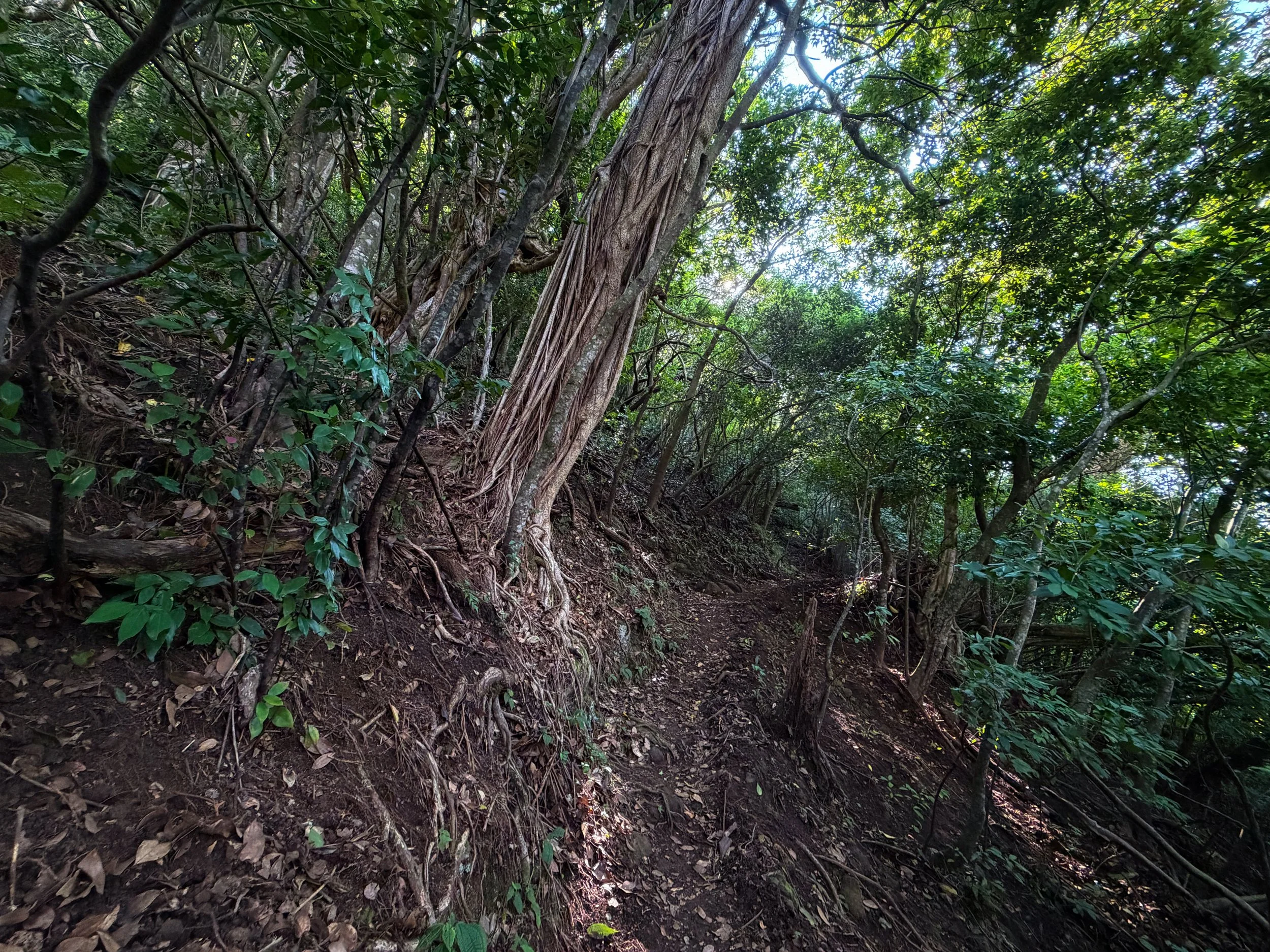 Nuuanu Trail Oahu Hawaii