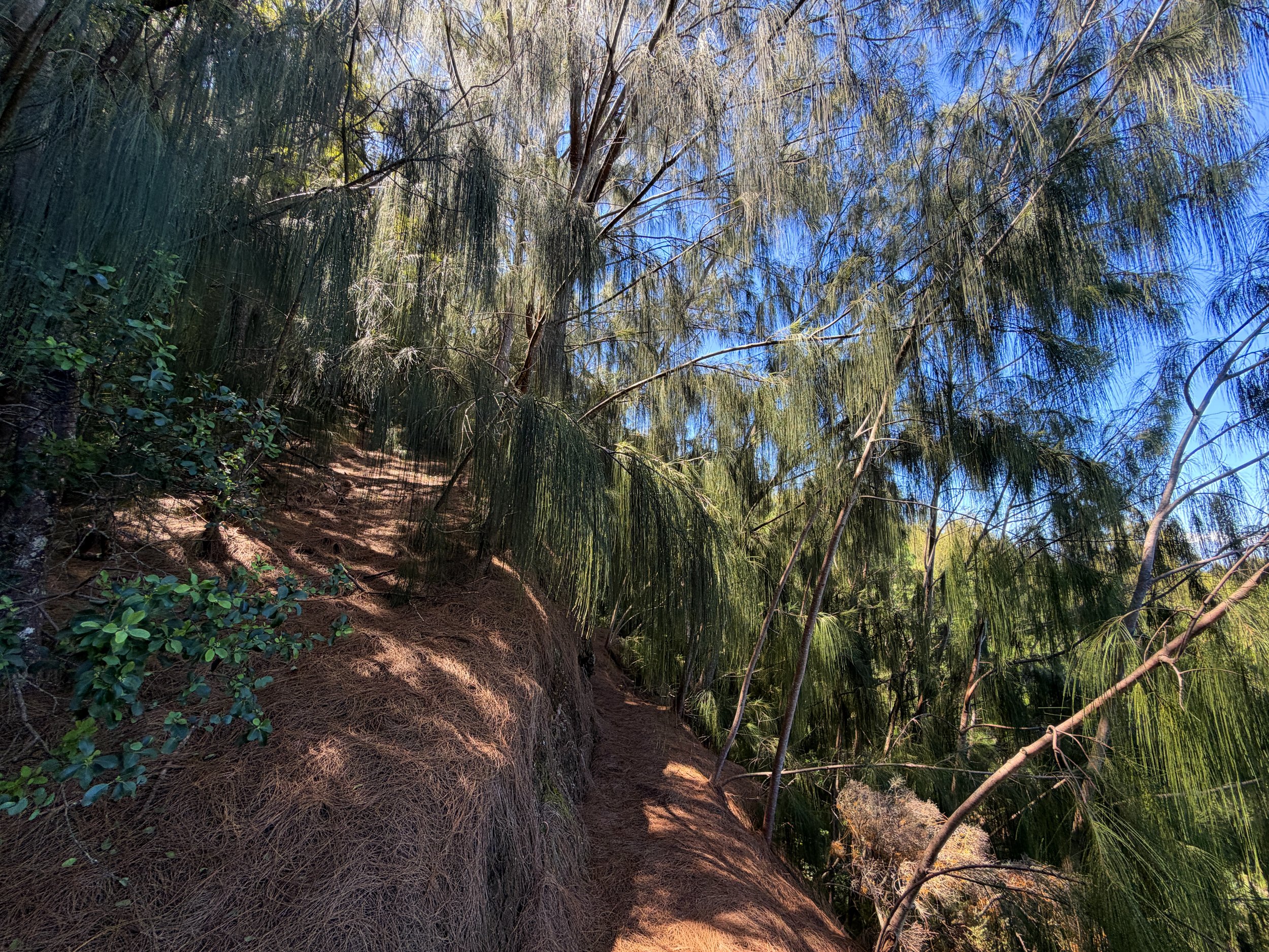 Kuaokala Trail Oahu Hawaii