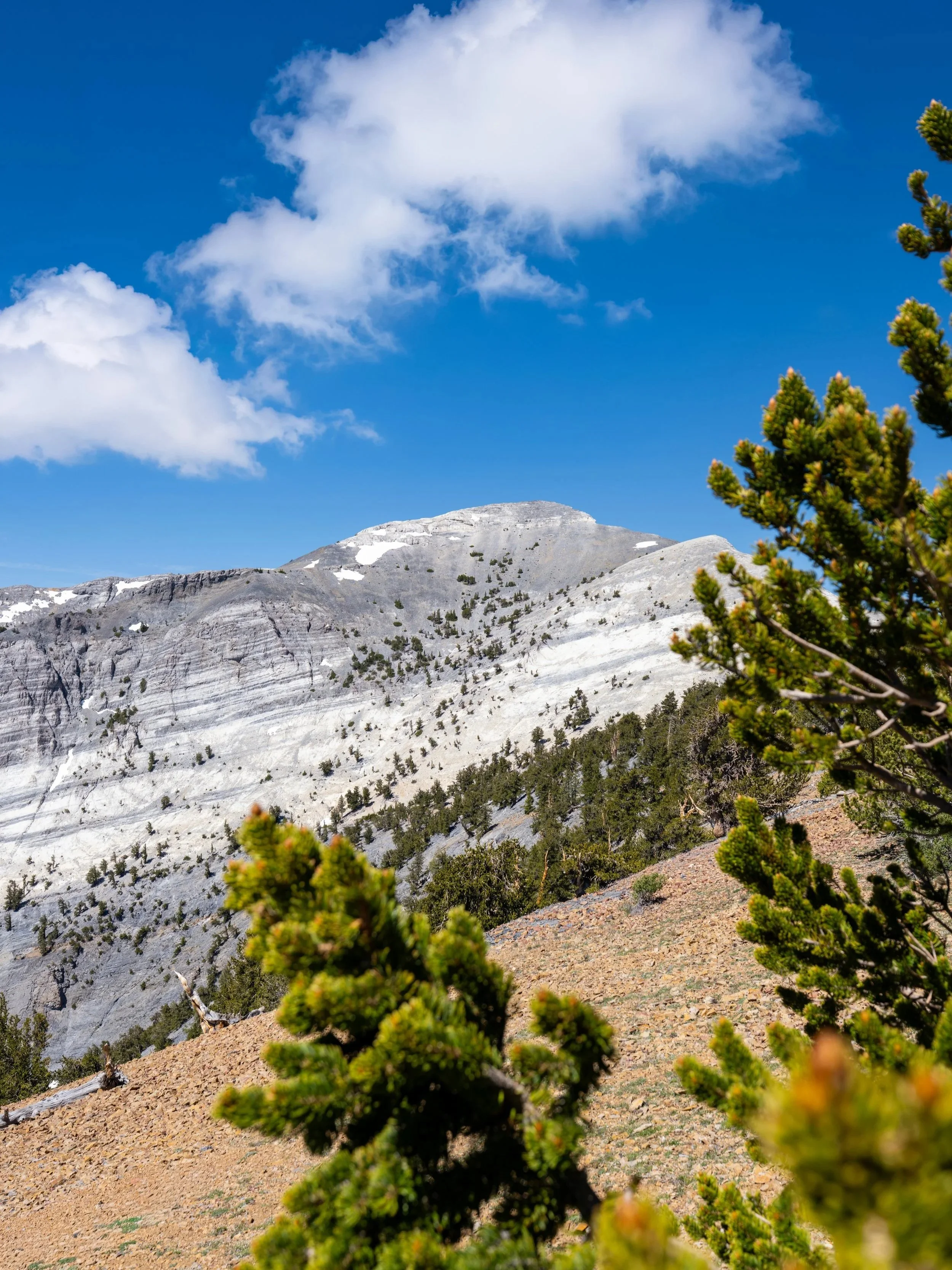 Magic Grove Snake Divide Trail Great Basin National Park