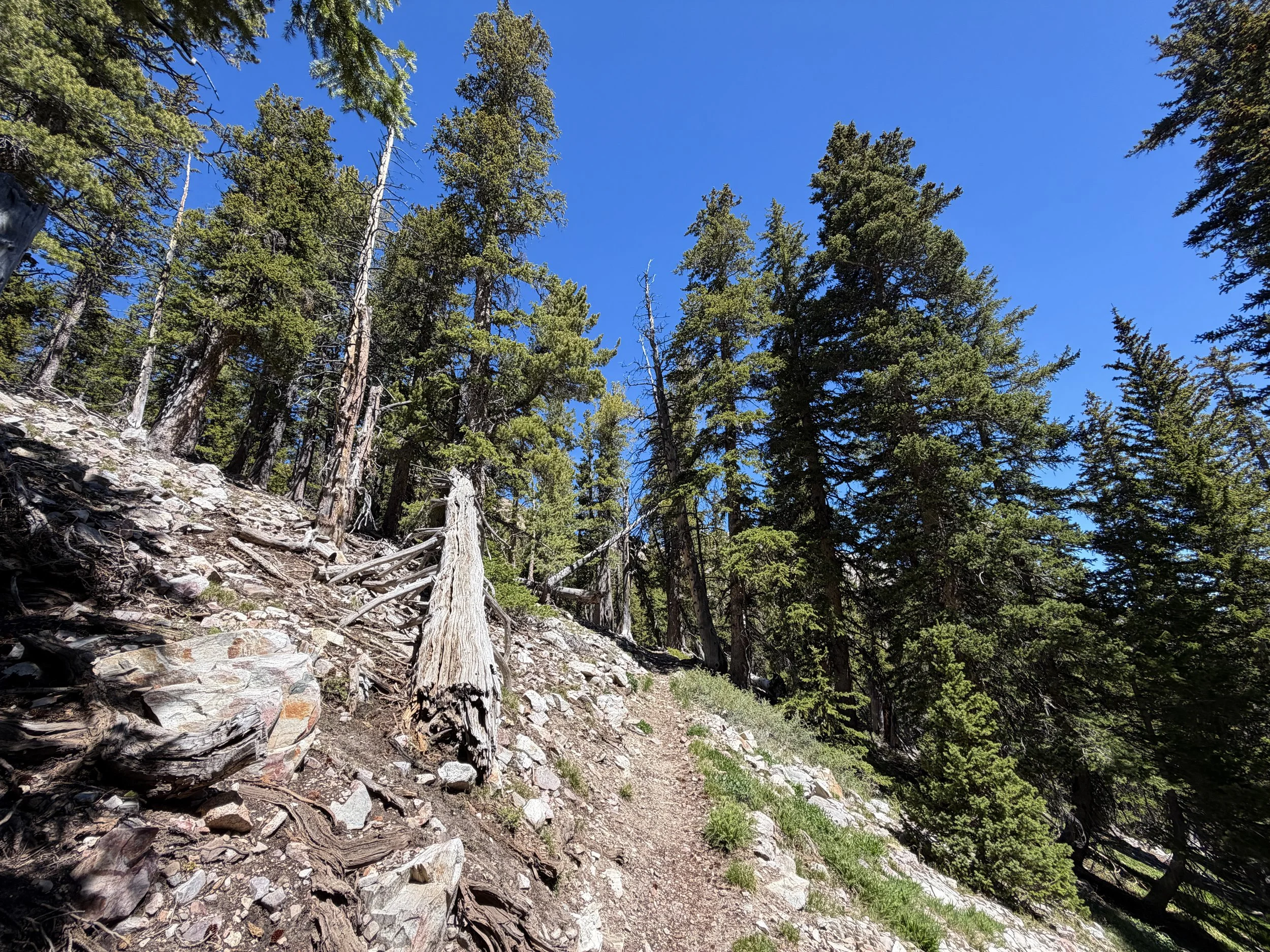 Baker Lake Trail Great Basin National Park Nevada