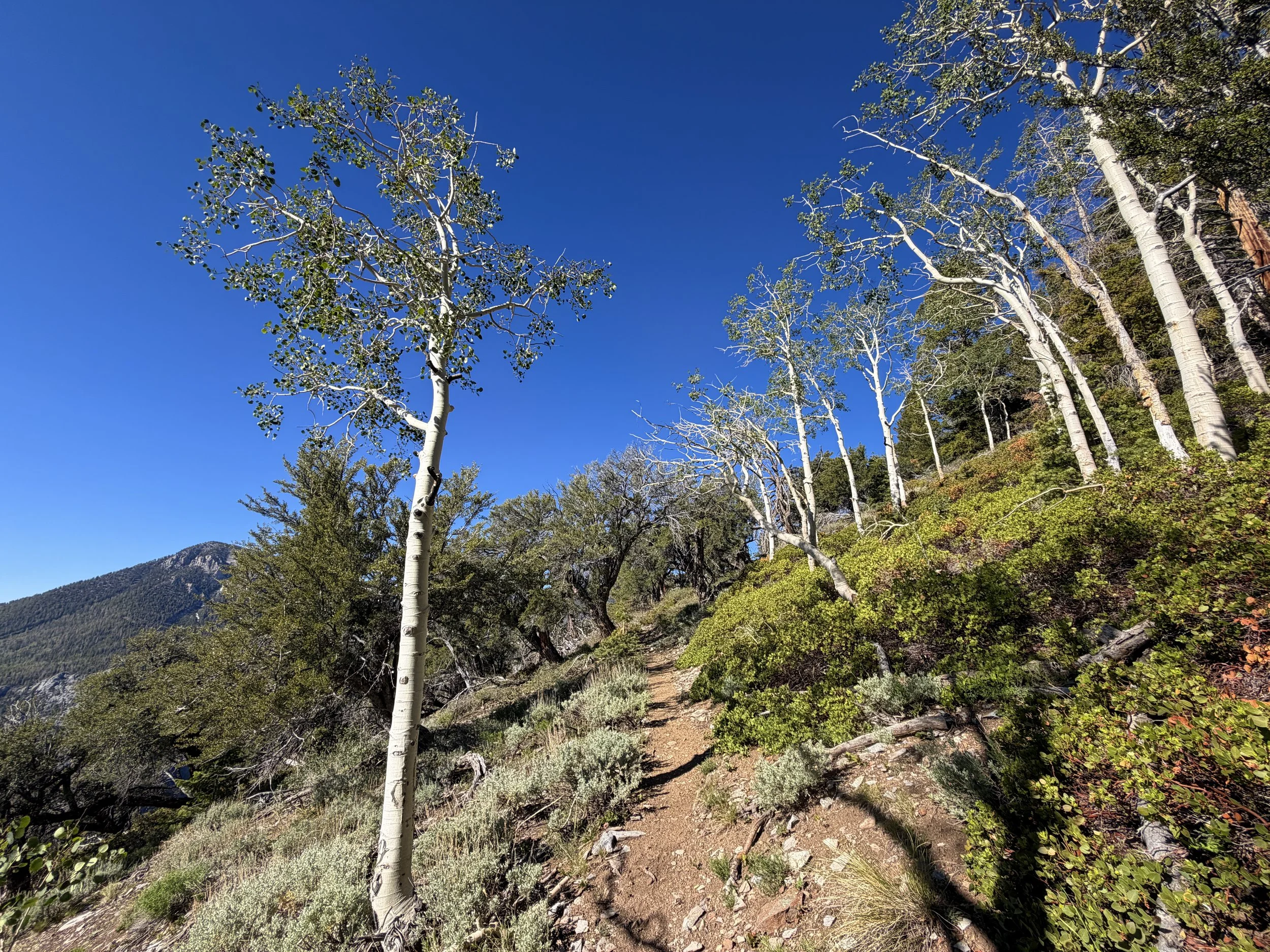 Snake Divide Trail to Magic Grove Great Basin National Park Nevada