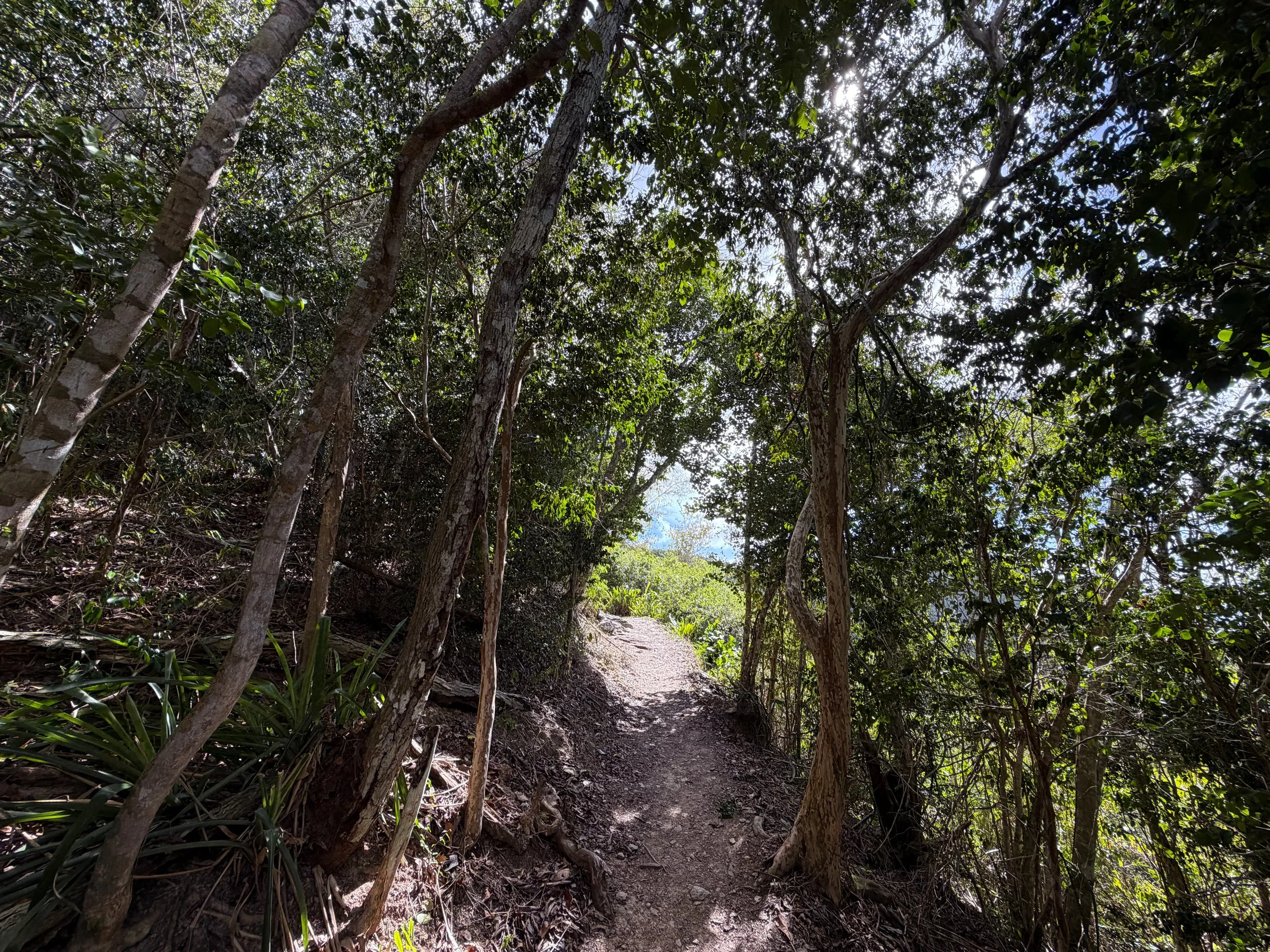 Cinnamon Bay Trail Virgin Islands National Park