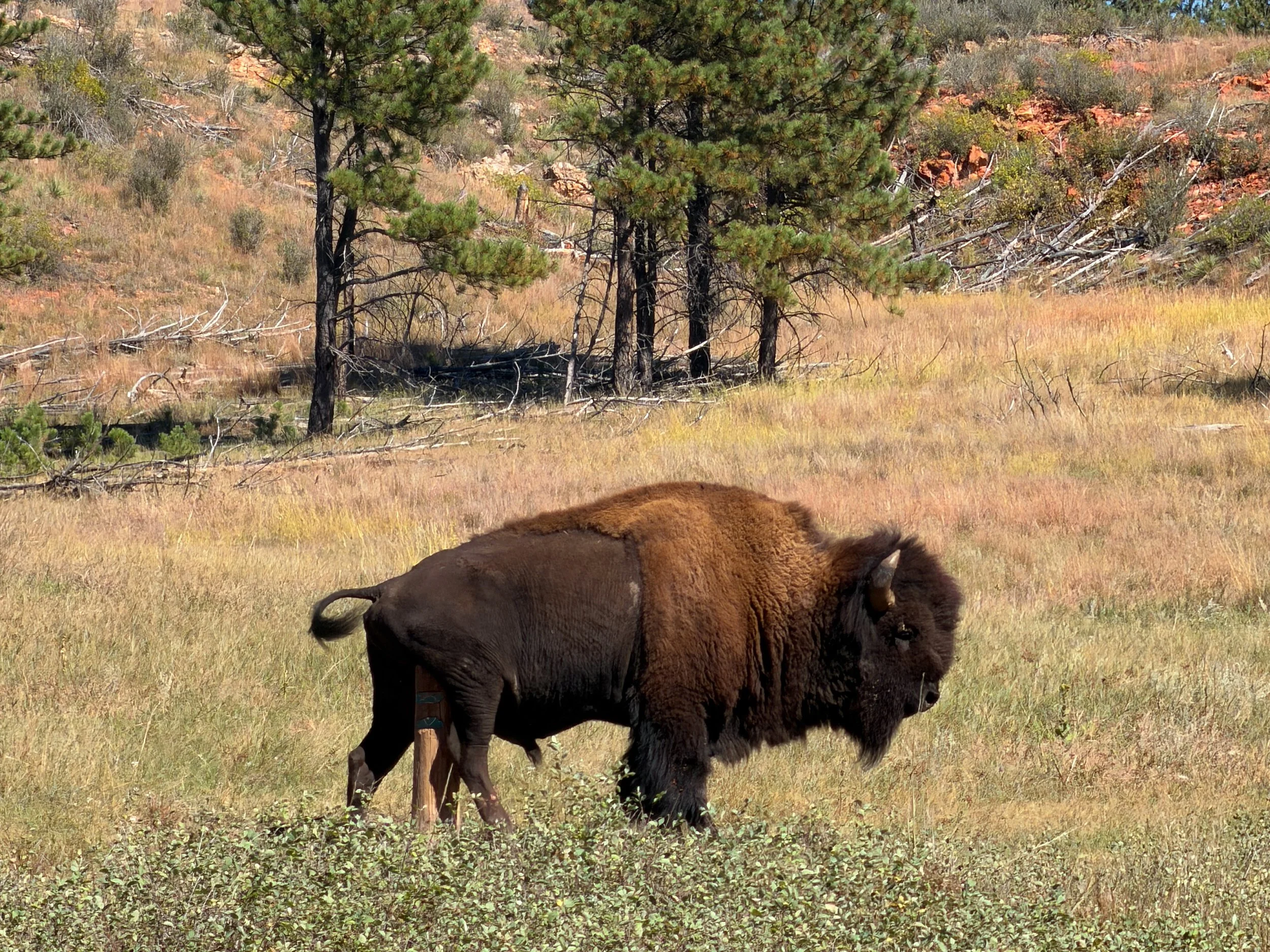 American Bison bison