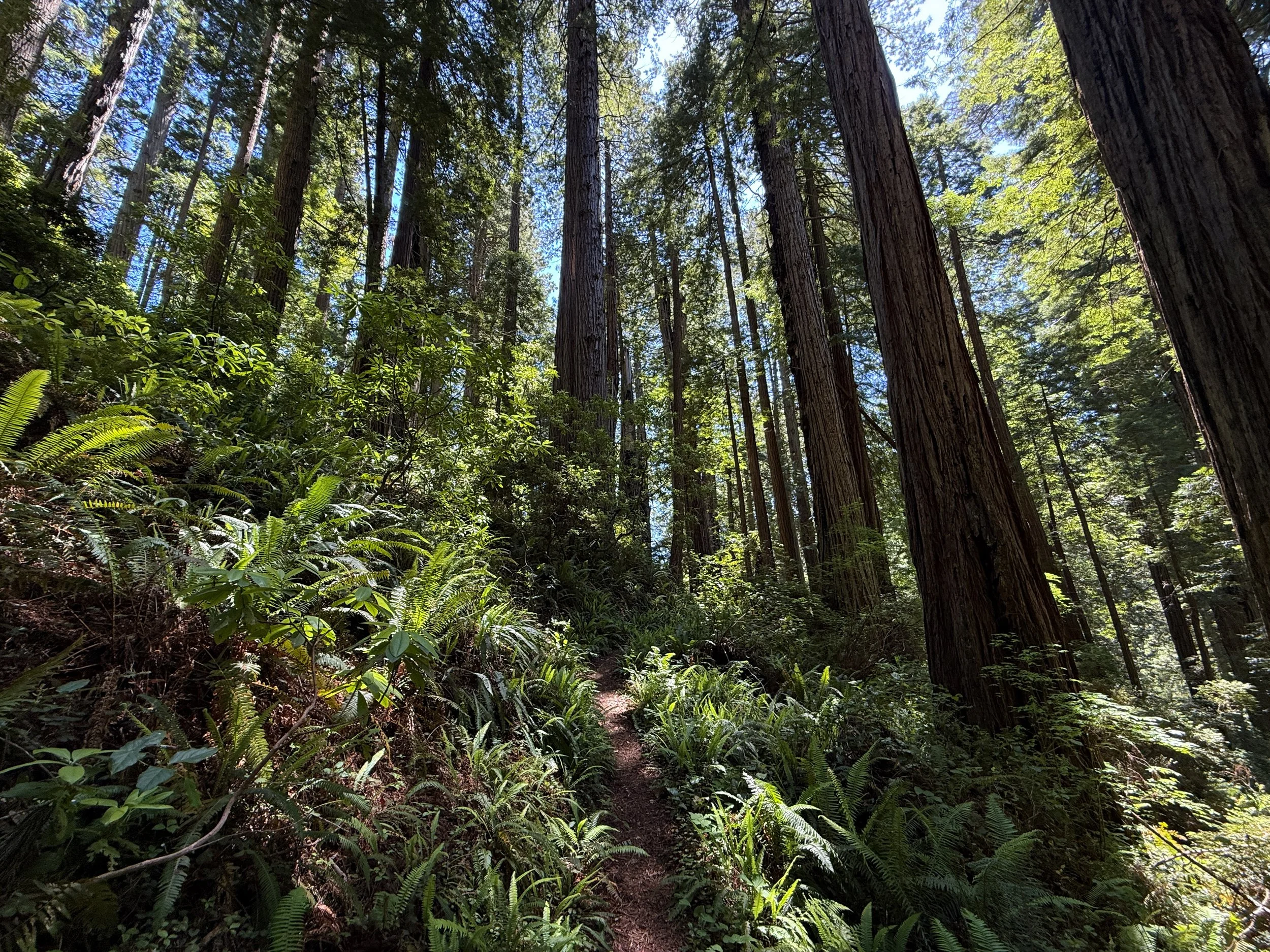 Ten Taypo–Hope Creek Loop Trail Prairie Creek Redwoods State Park California