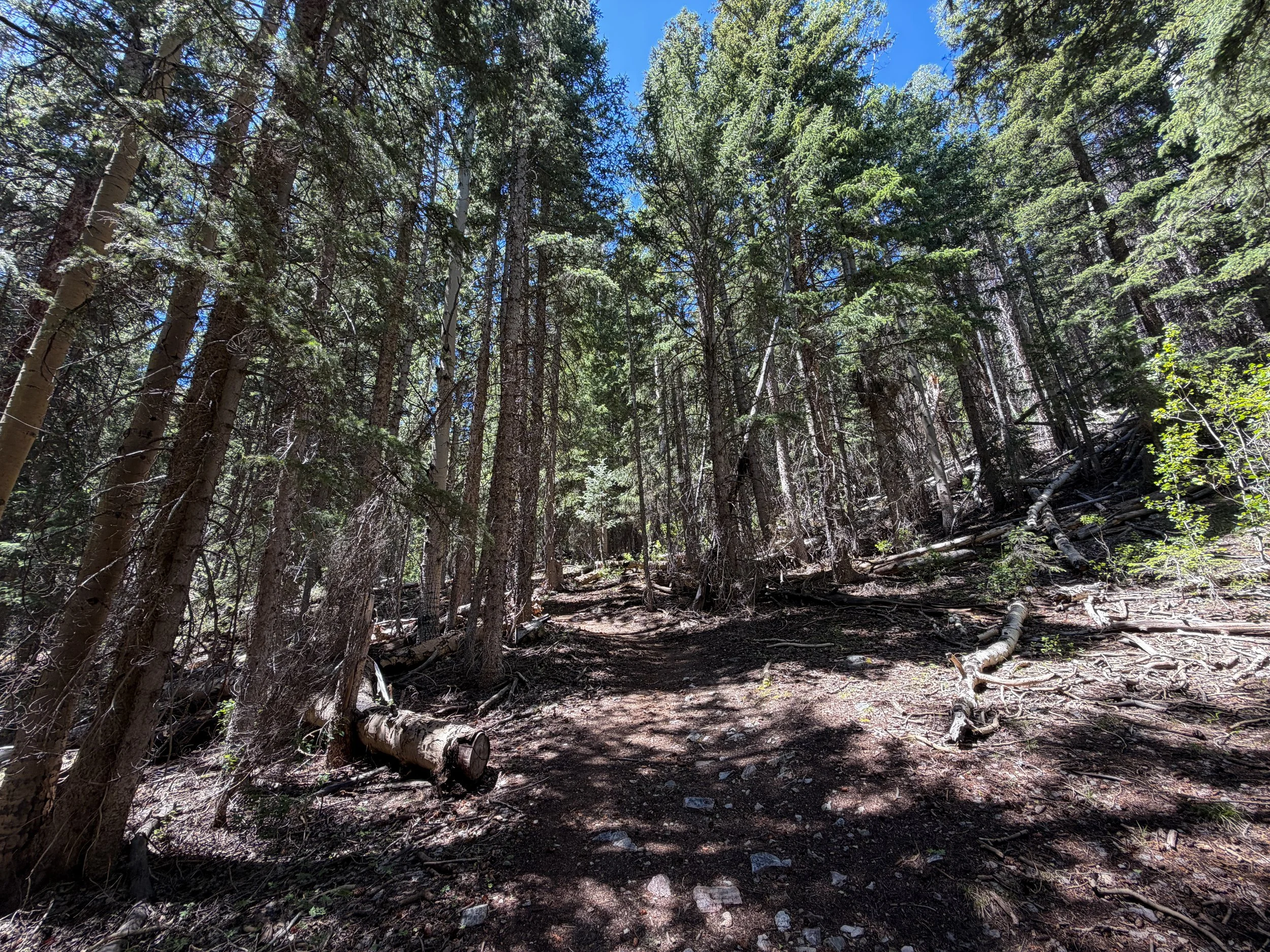 Timber Creek Loop Hike Great Basin National Park Nevada