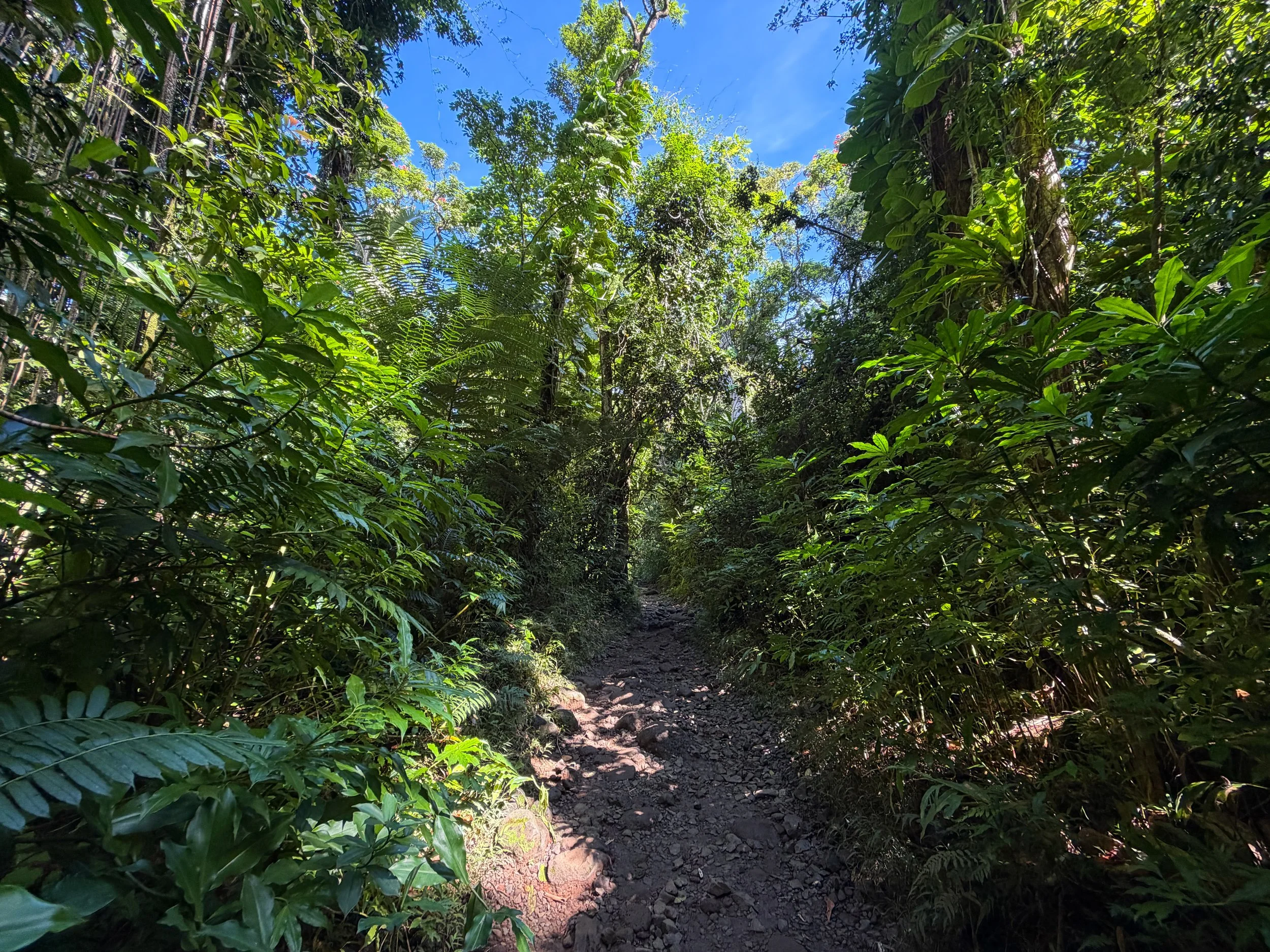 Manoa Falls Hike Oahu Hawaii