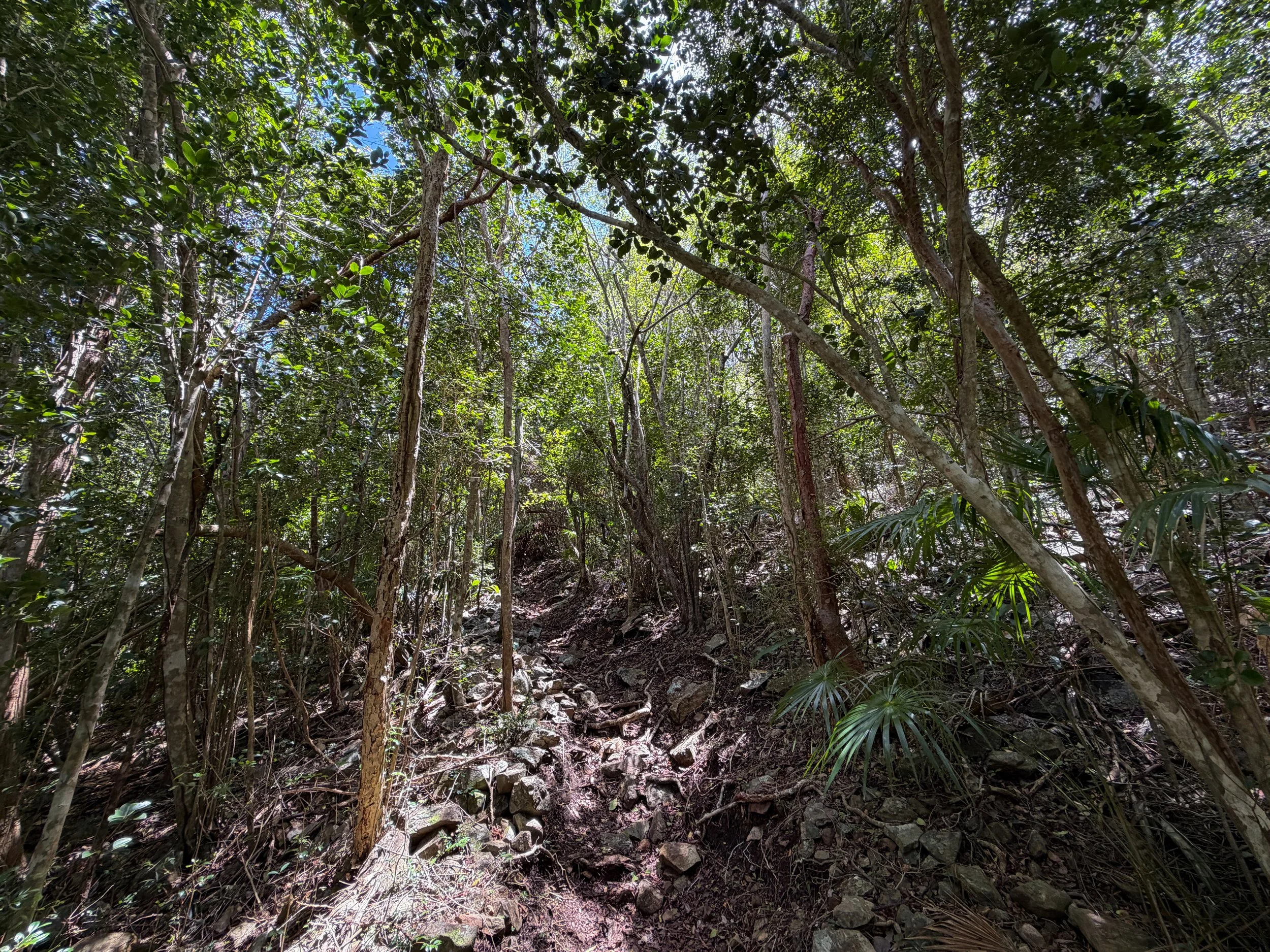 Tamarind Hike Virgin Islands National Park