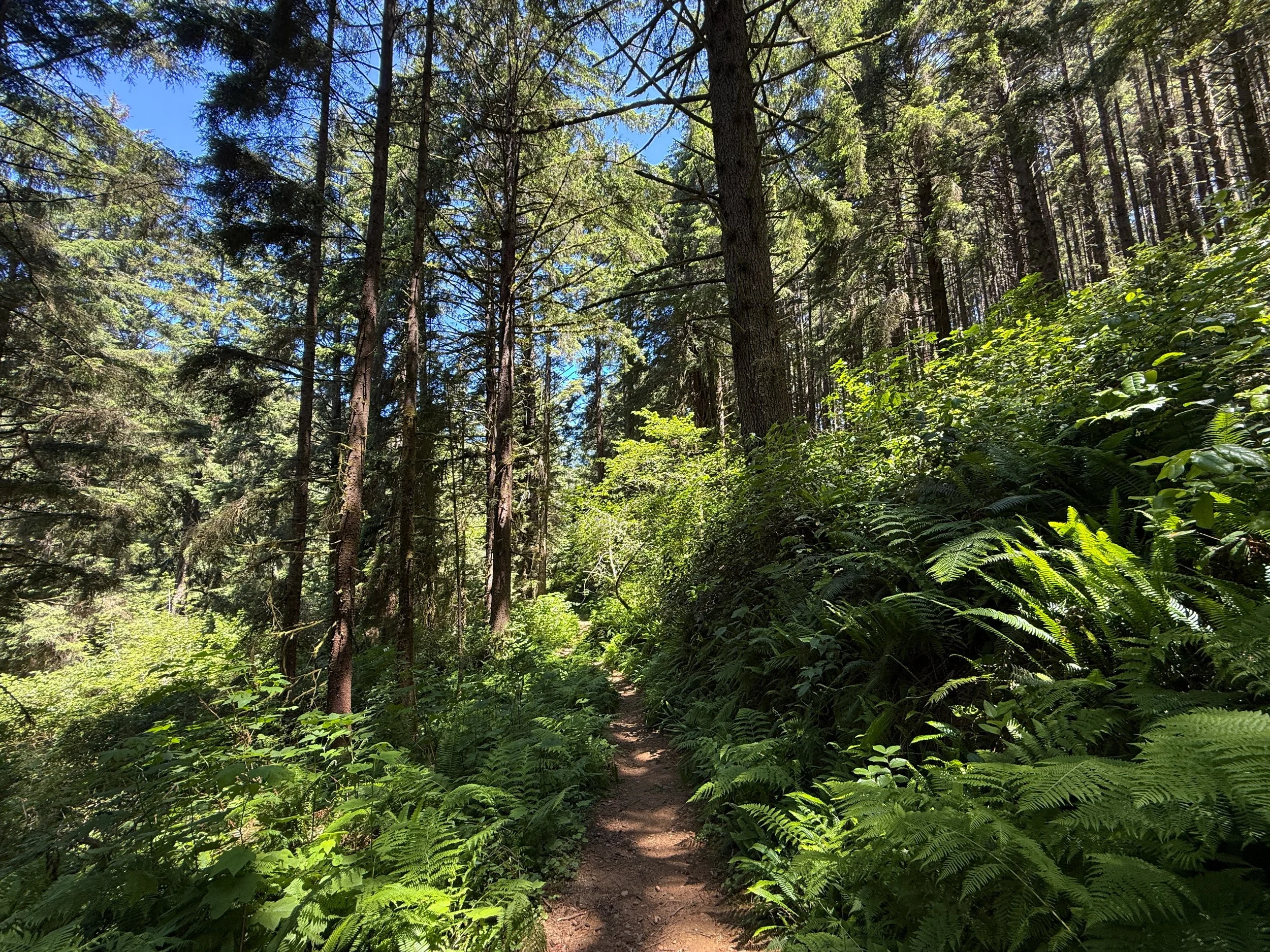 Ossagon Hike Prairie Creek Redwoods State Park California