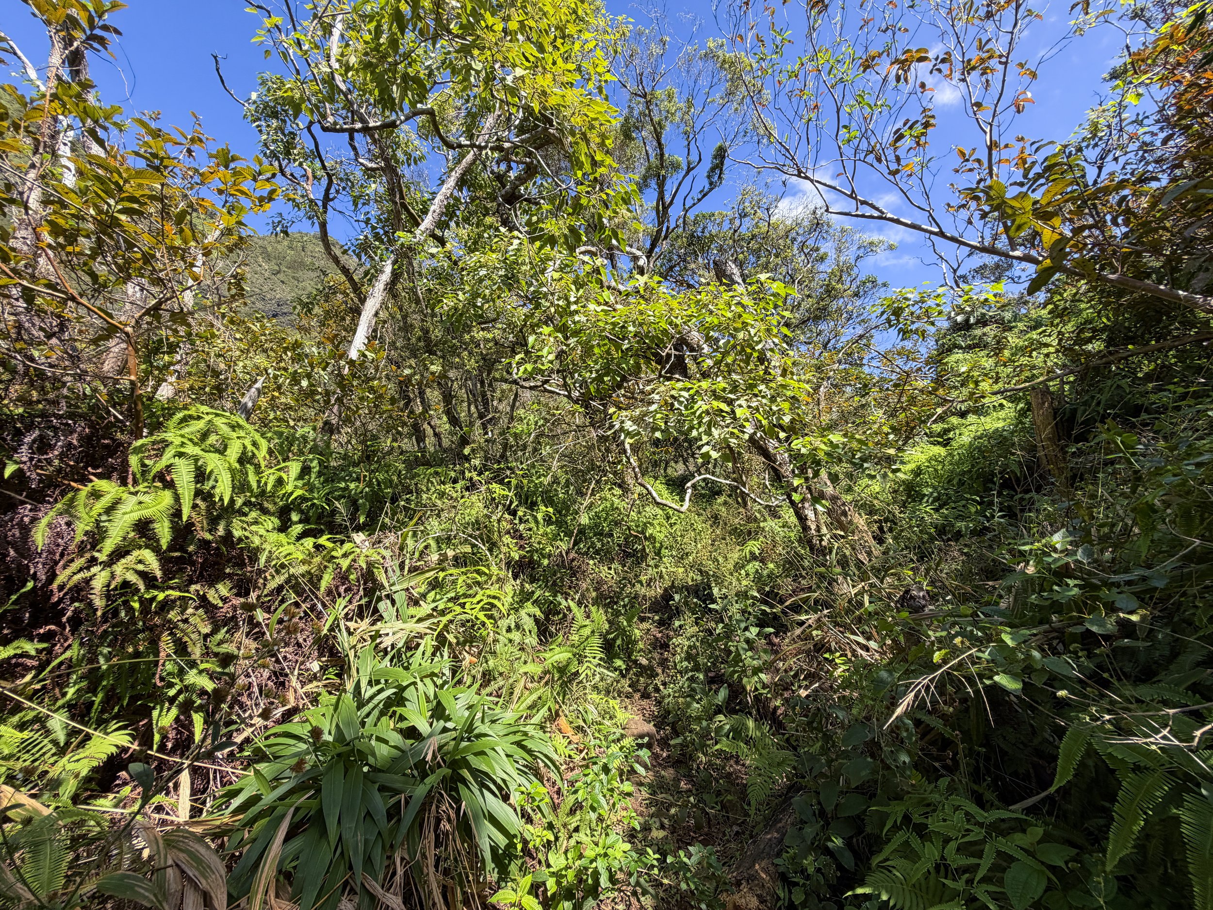 Kulanaahane Trail Oahu Hawaii
