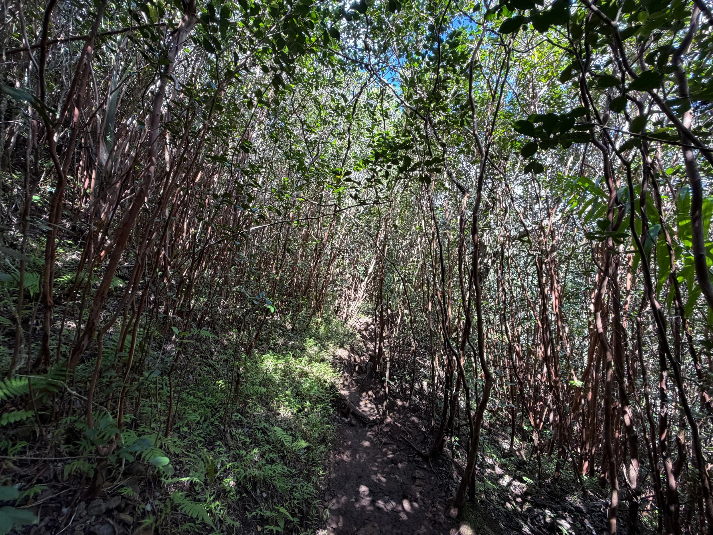 Waimano Falls Trail Oahu Hawaii