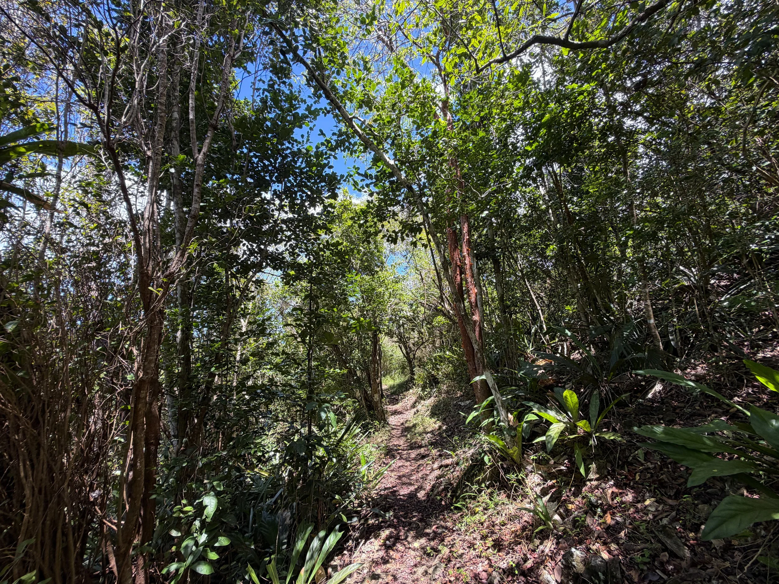 Caneel Hill Trail to North Shore Road Virgin Islands National Park