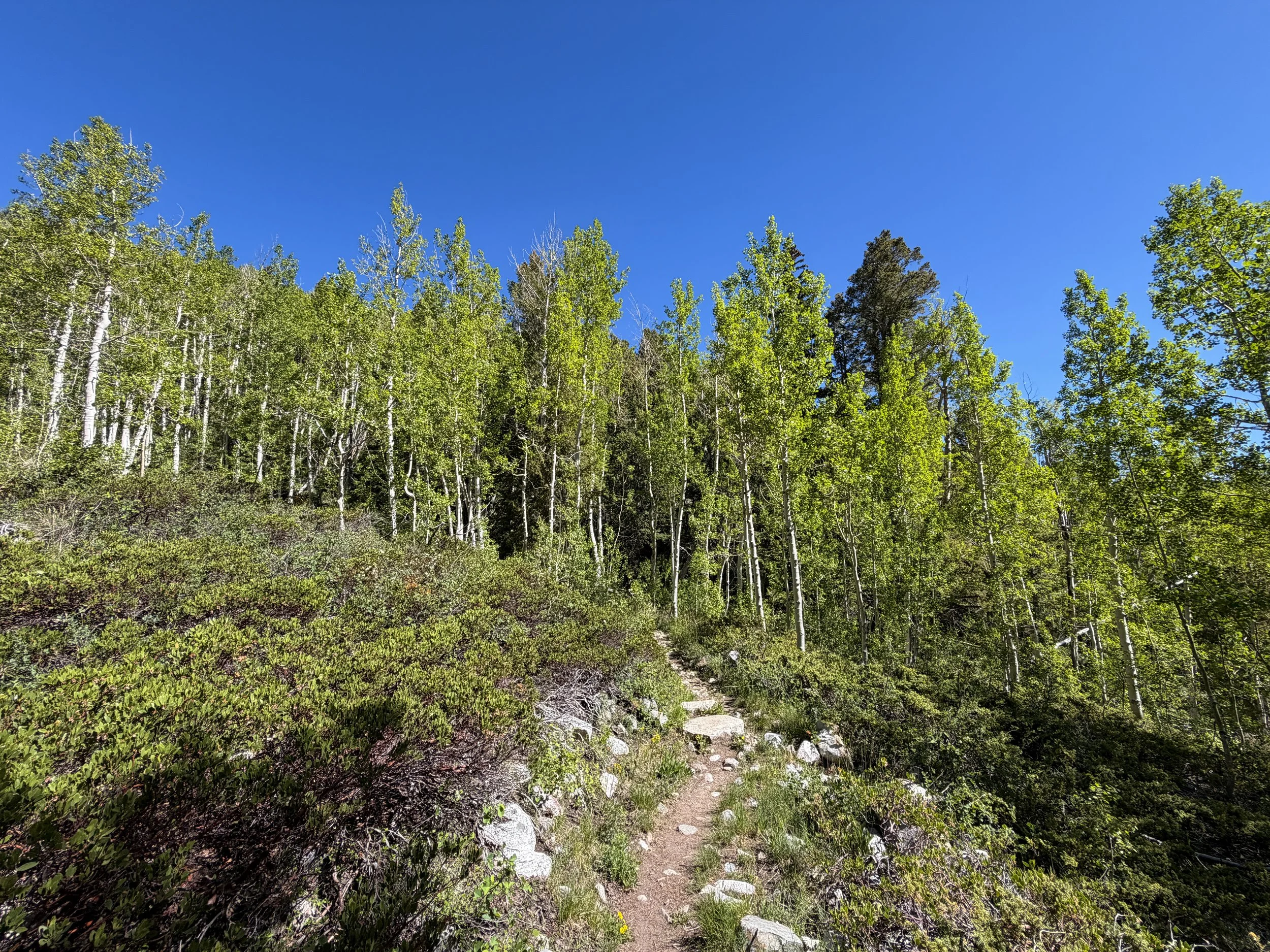 Baker Lake Trail Great Basin National Park Nevada