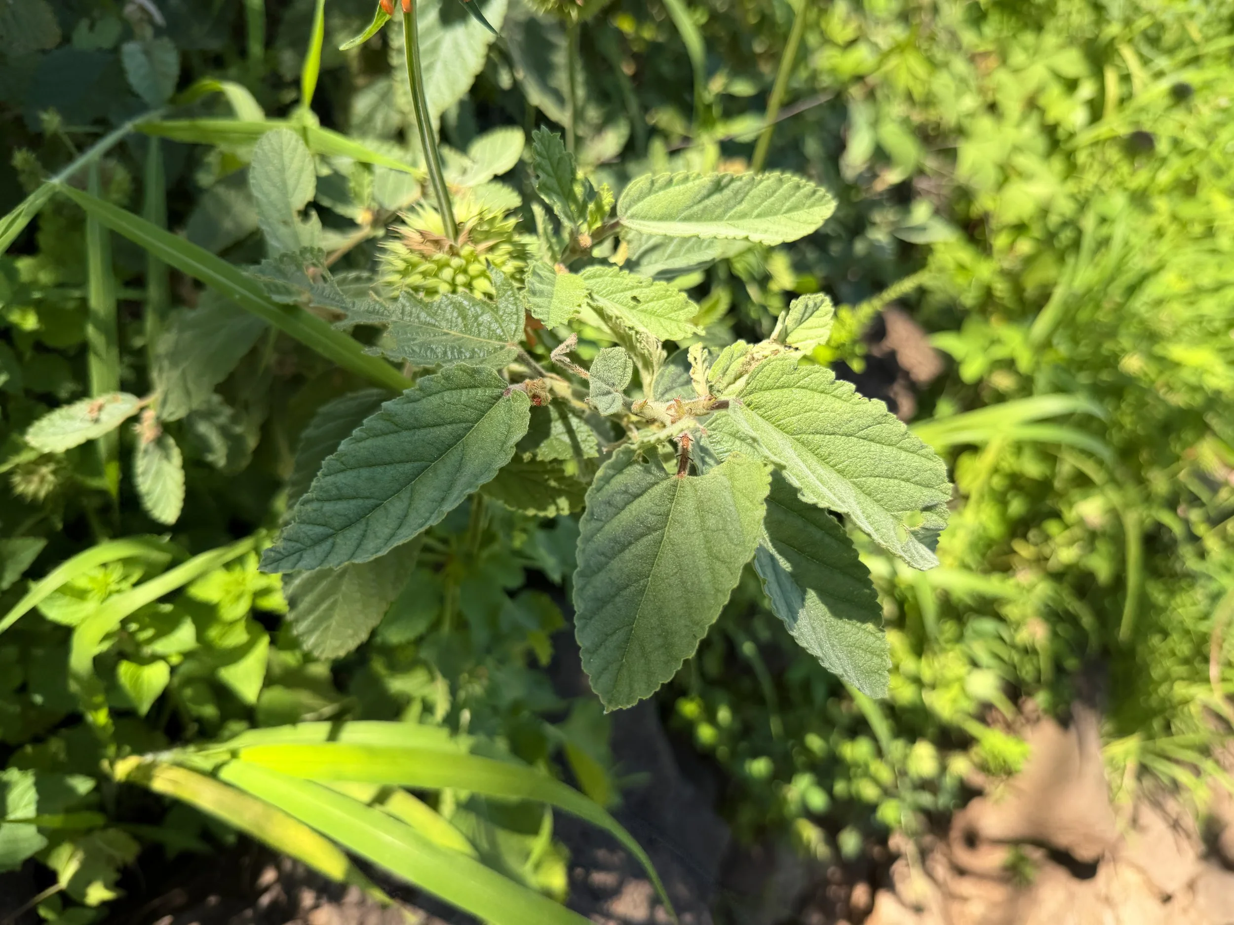 Uhaloa Waltheria indica