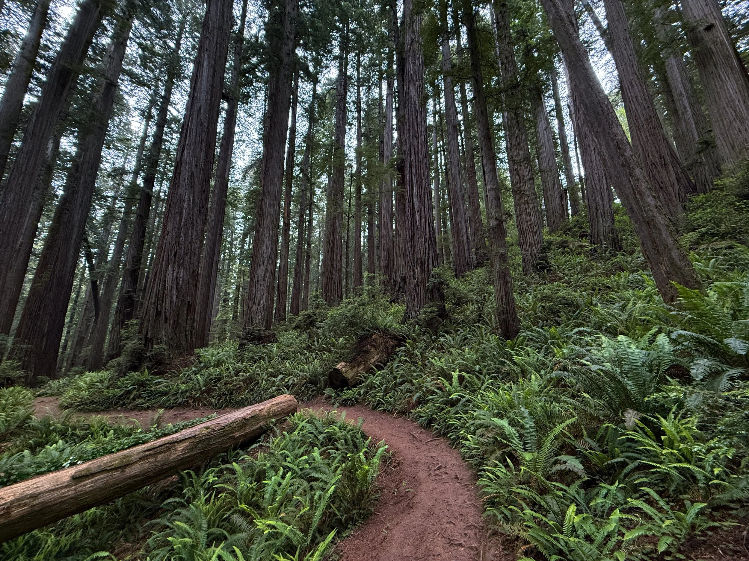 Boy Scout Tree Trail Jedediah Smith Redwoods State Park California