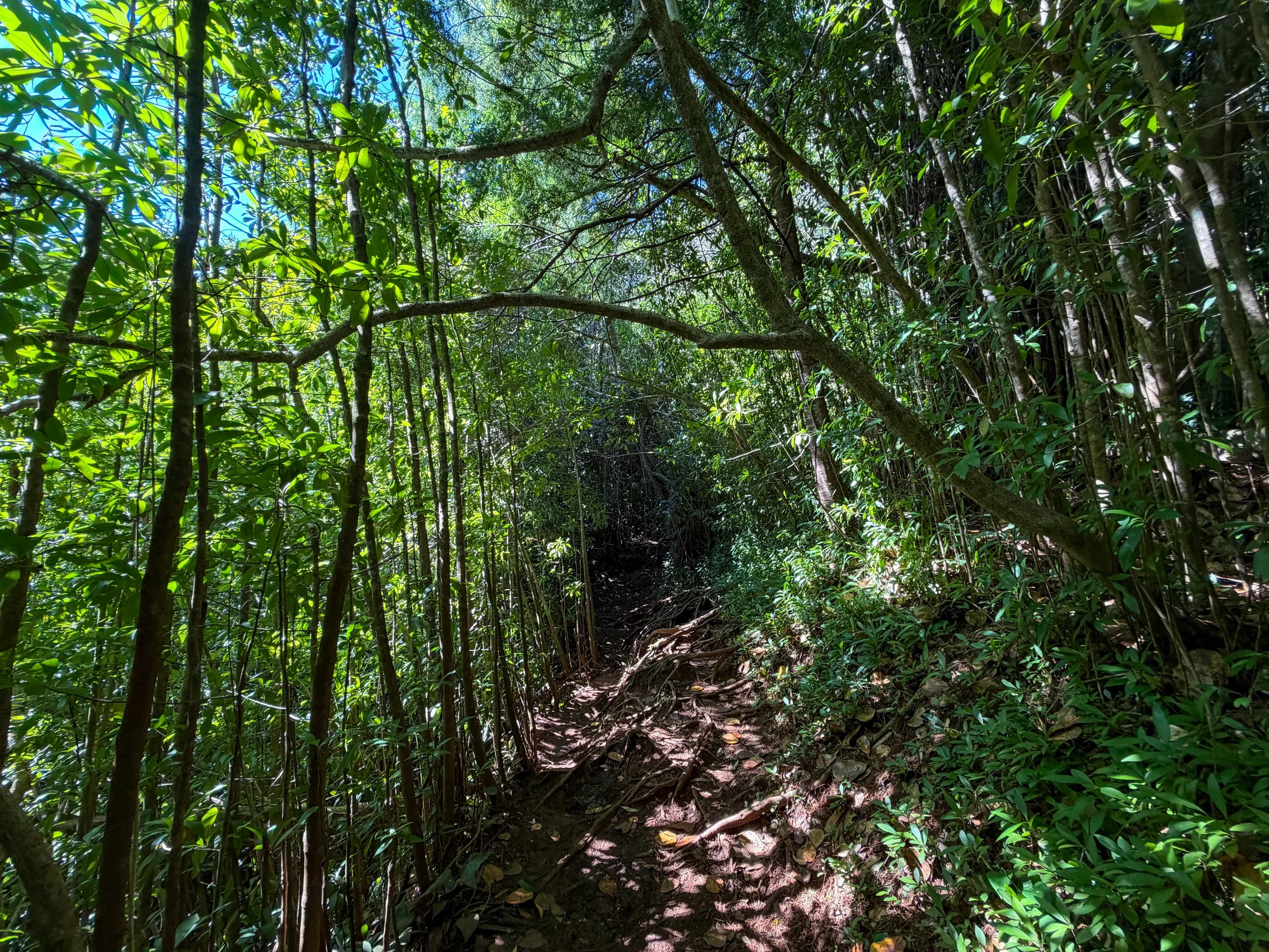 Aihualama to Pauoa Flats Trail Oahu Hawaii