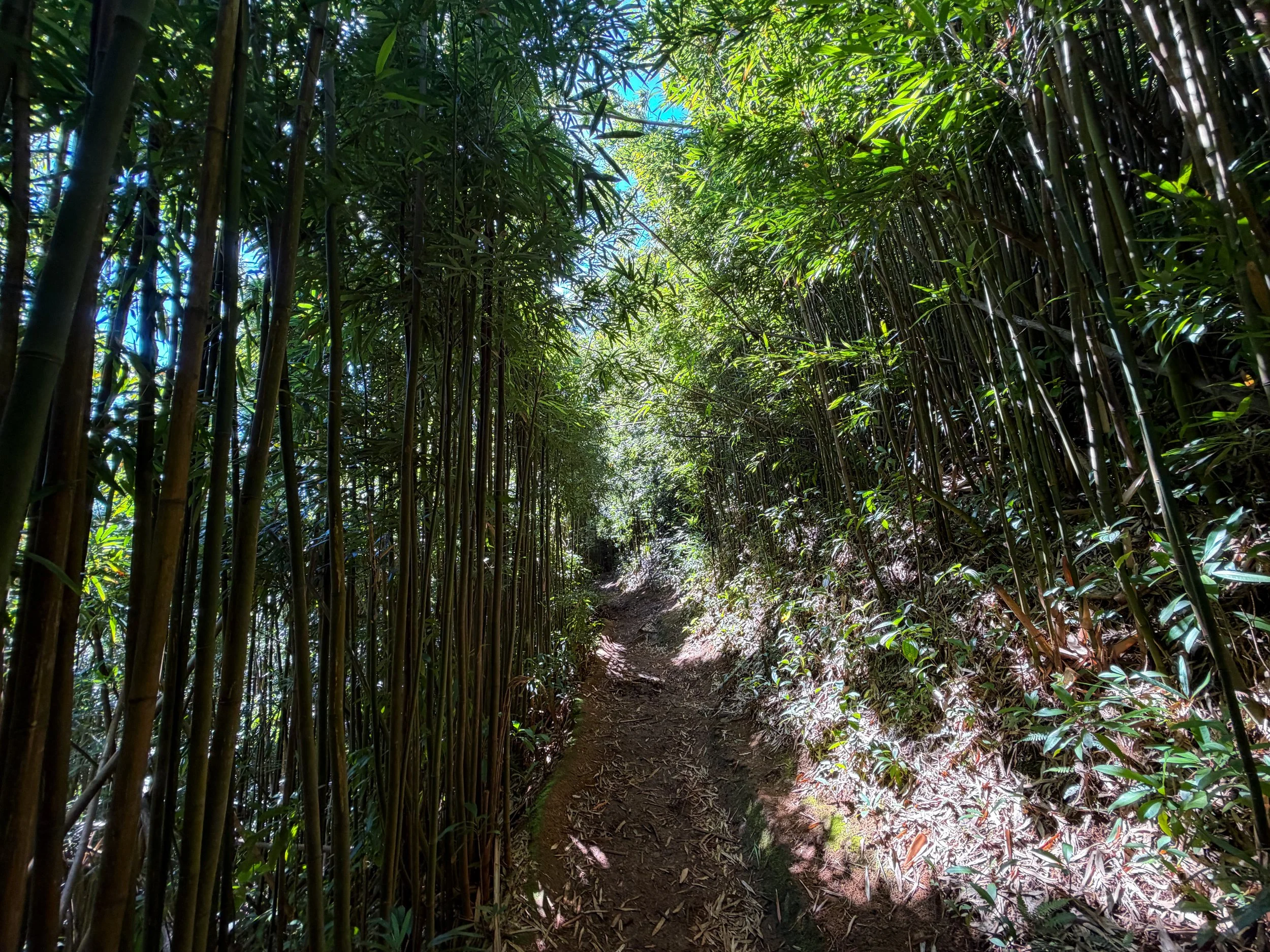 Aihualama Trail Oahu Hawaii