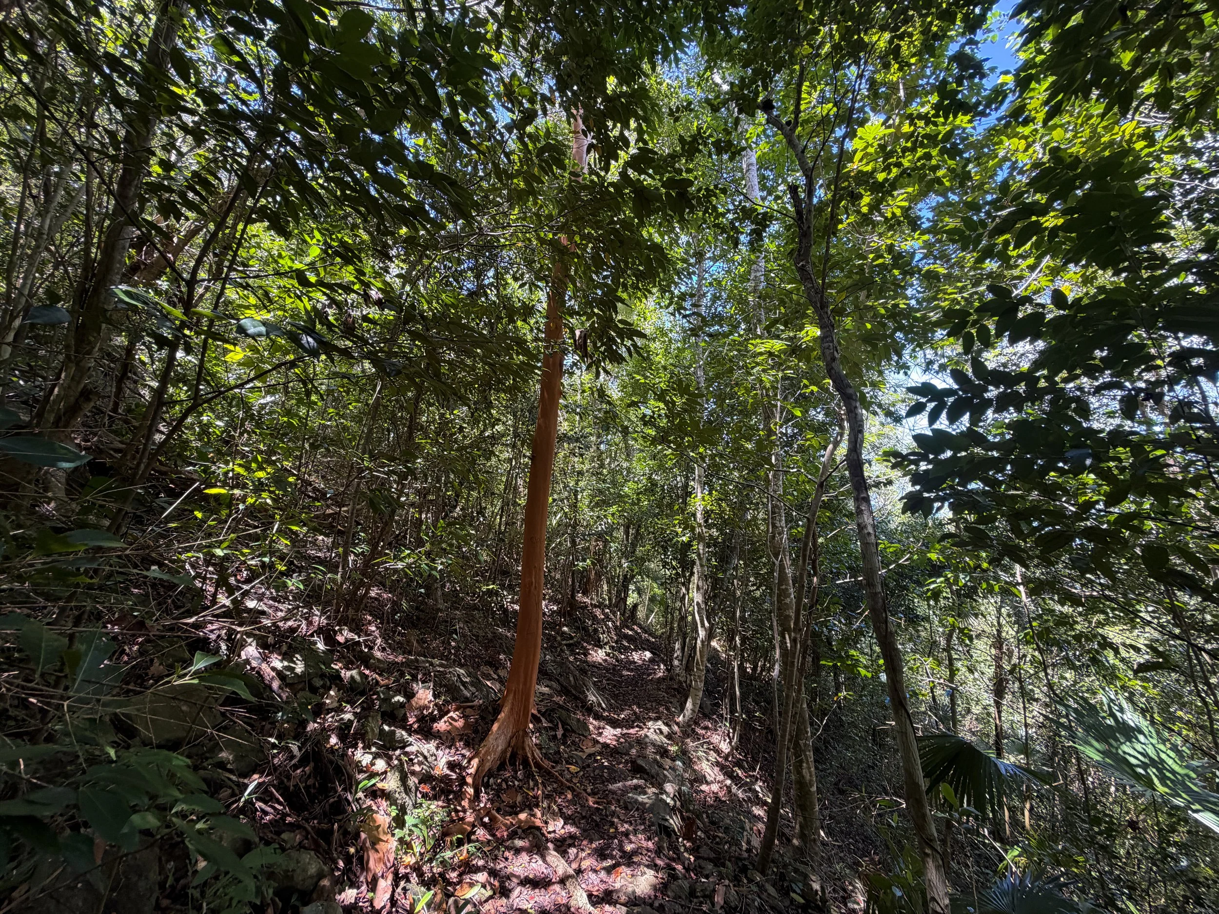 Caneel Hill Trail Virgin Islands National Park