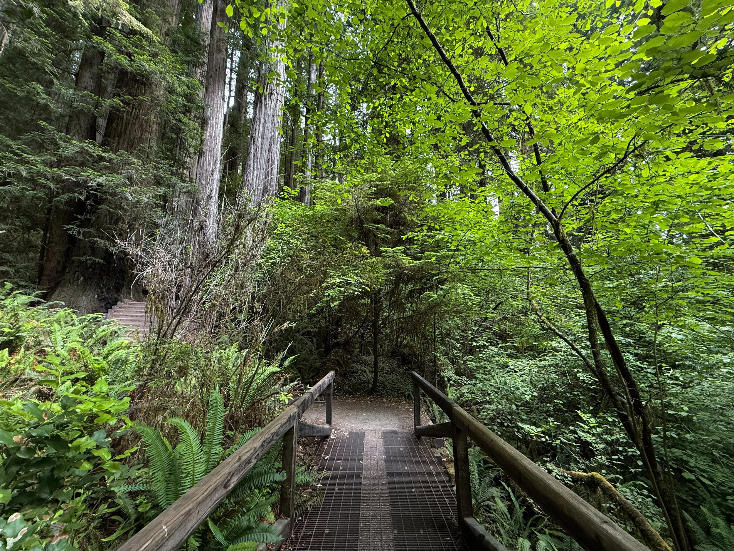 Grove of the Titans Trail Jedediah Smith Redwoods State Park California