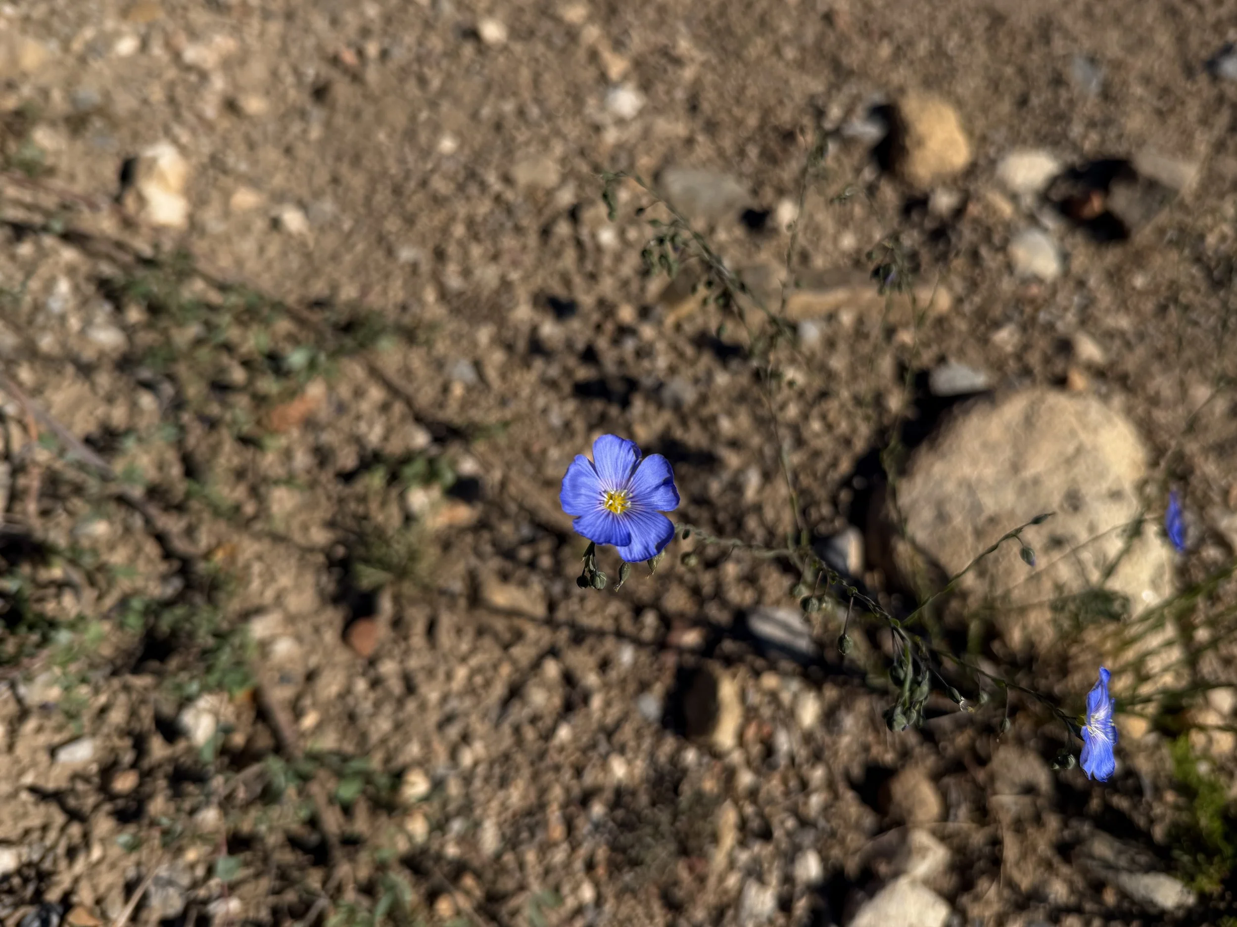Lewis Flax Linum lewisii