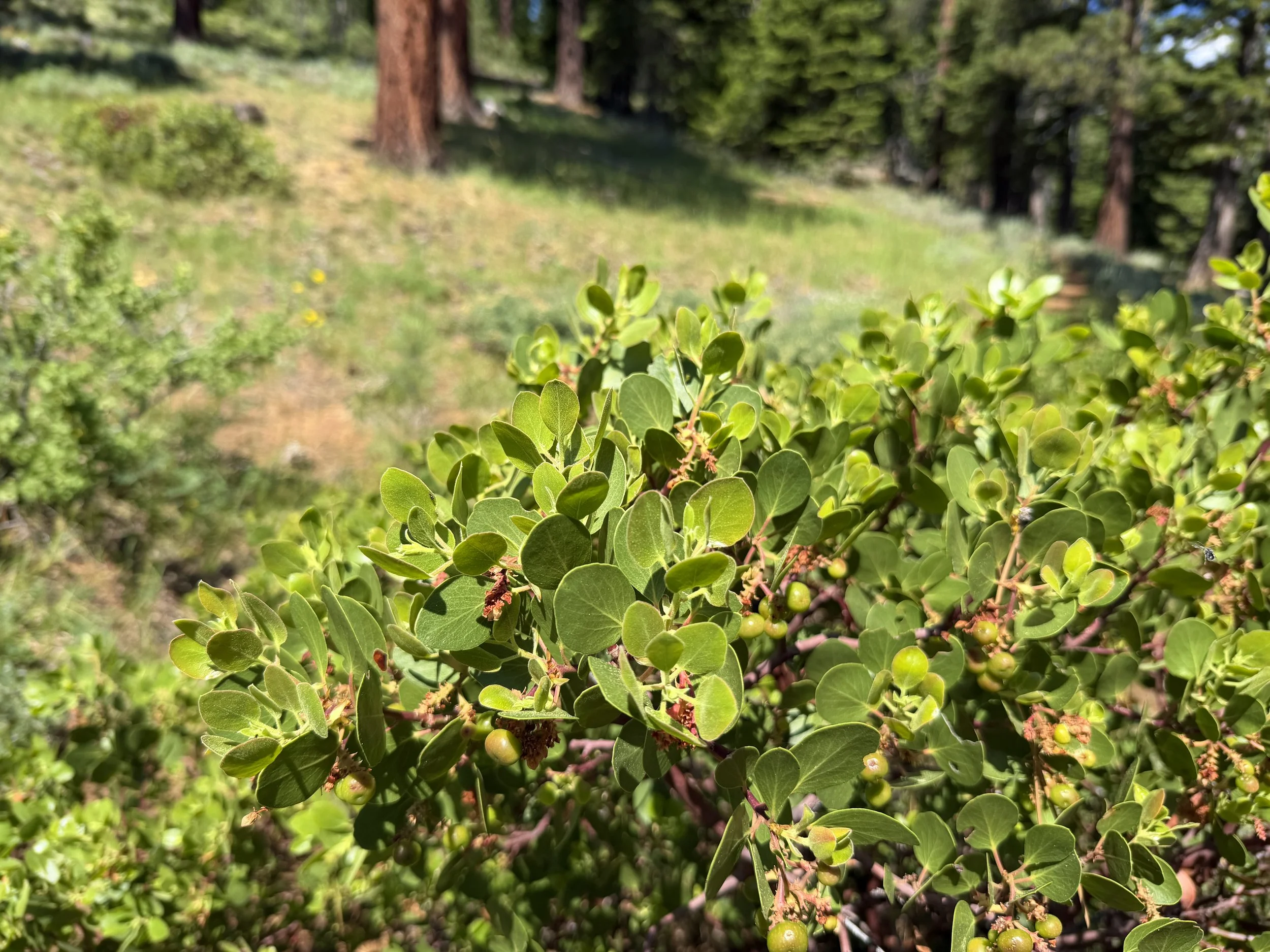 Green-leaf Manzanita Arctostaphylos patula