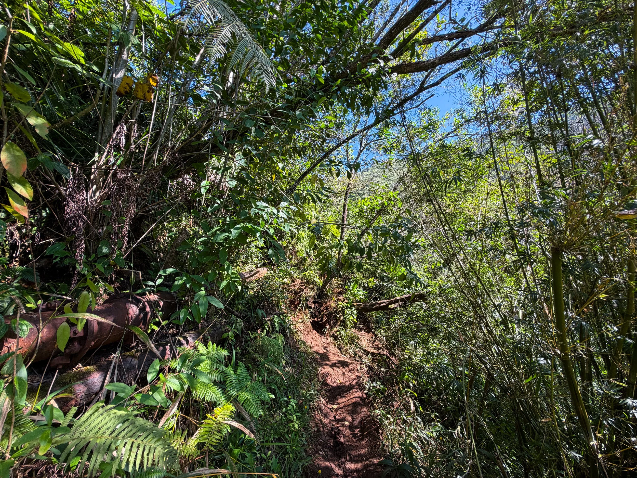 Kaau Crater Loop Hike Oahu Hawaii