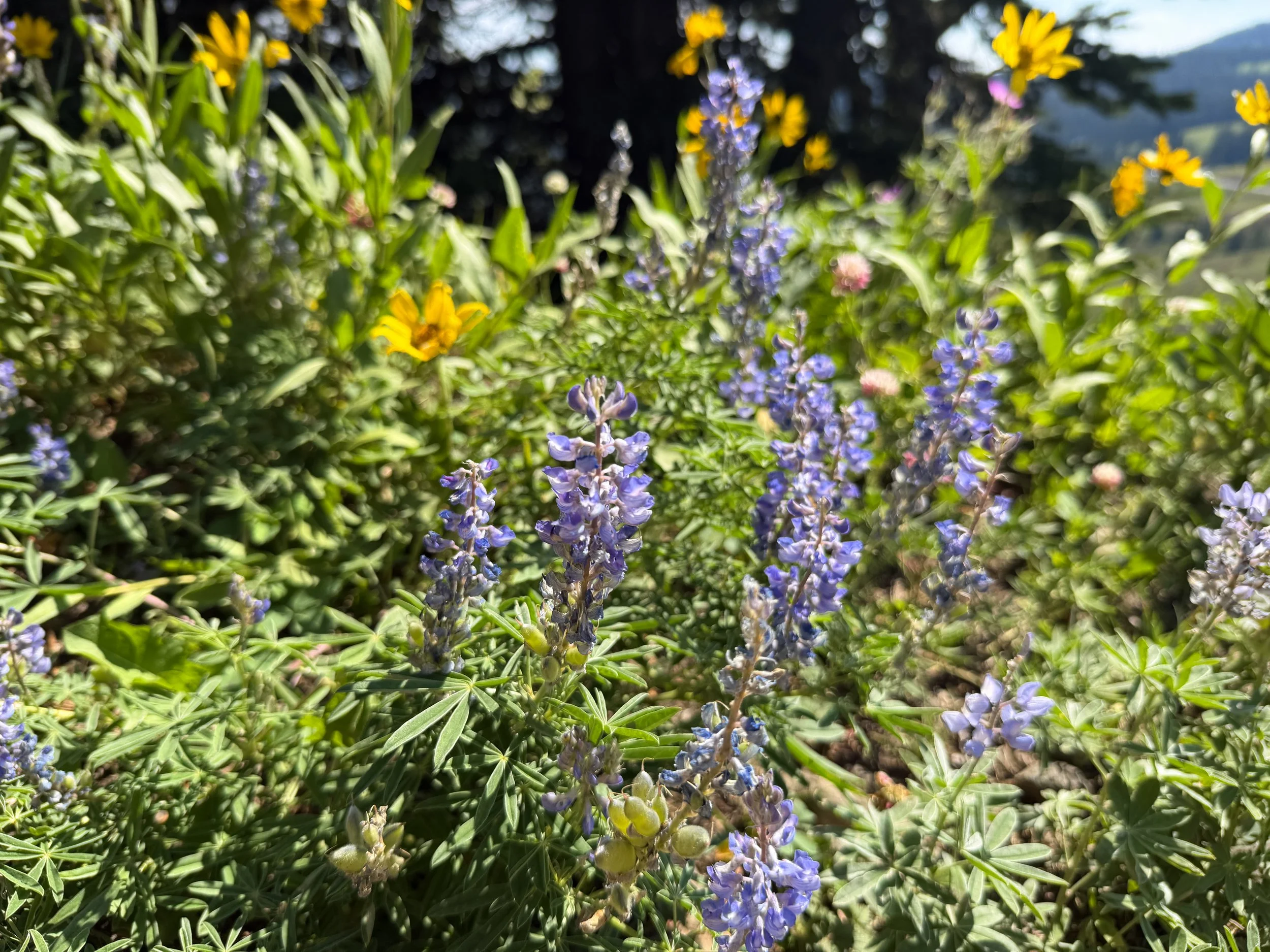 Silky Lupine Lupinus sericeus