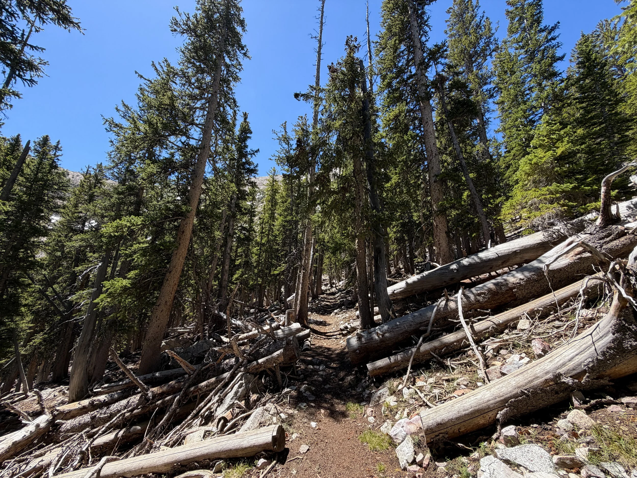 Baker Lake Trail Great Basin National Park Nevada