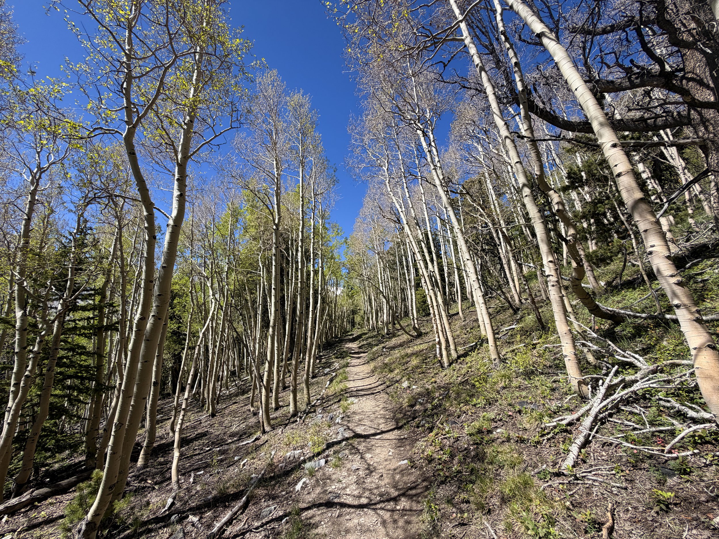 Wheeler Peak Summit Trail Great Basin National Park Nevada