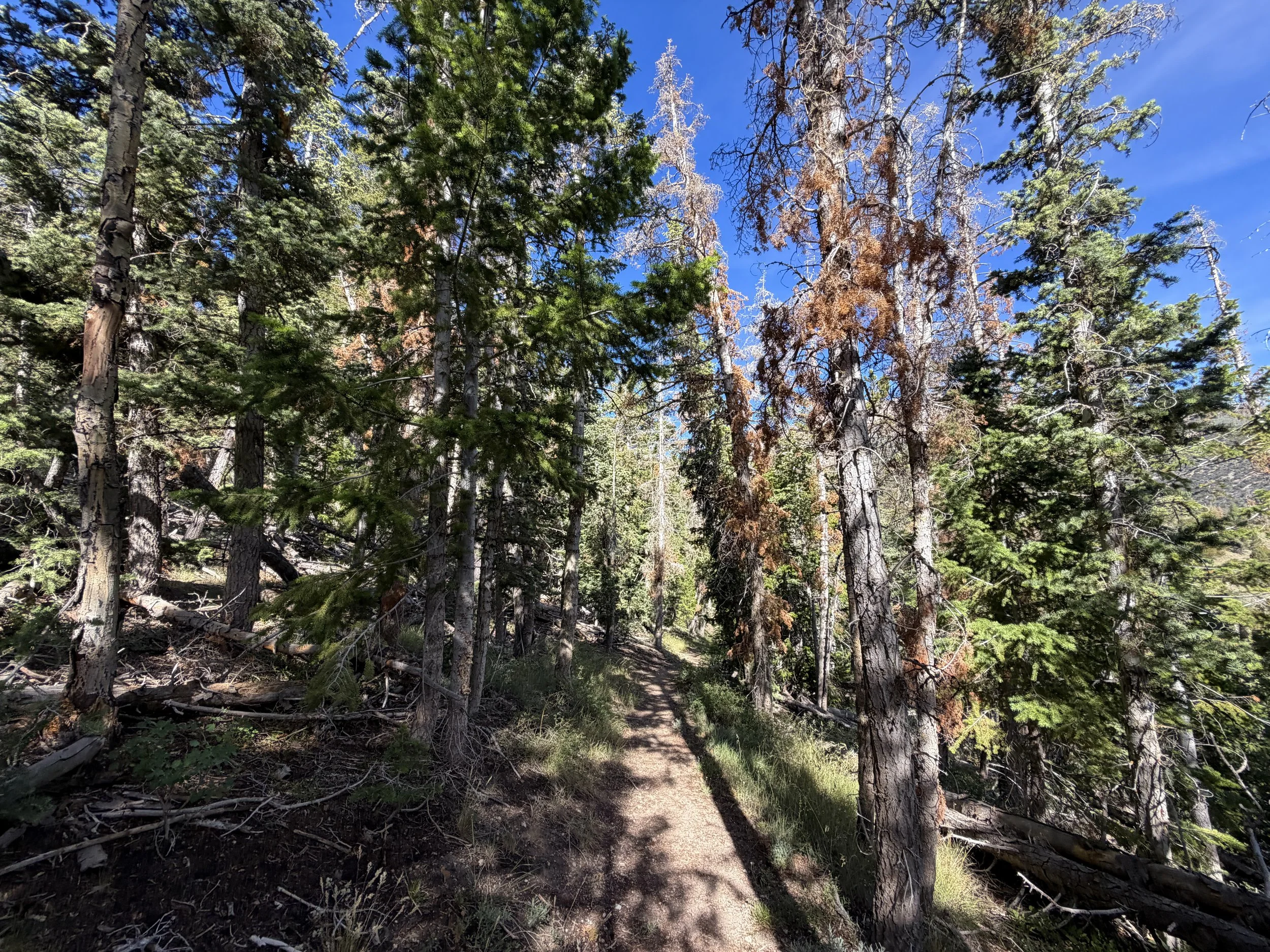 Pole Canyon Loop Hike Great Basin National Park Nevada
