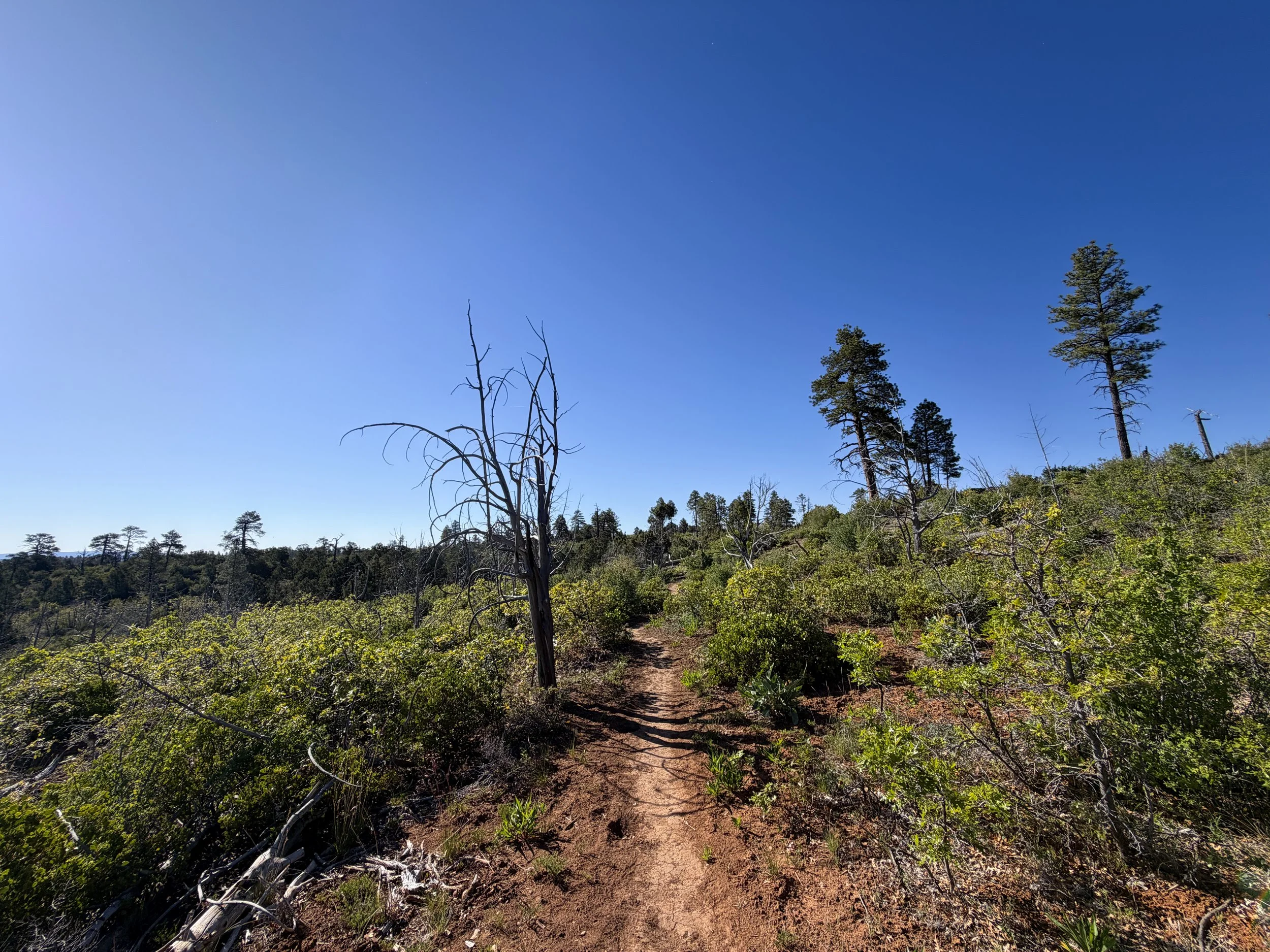 Stave Spring Trail to Deertrap Mountain Zion National Park Utah