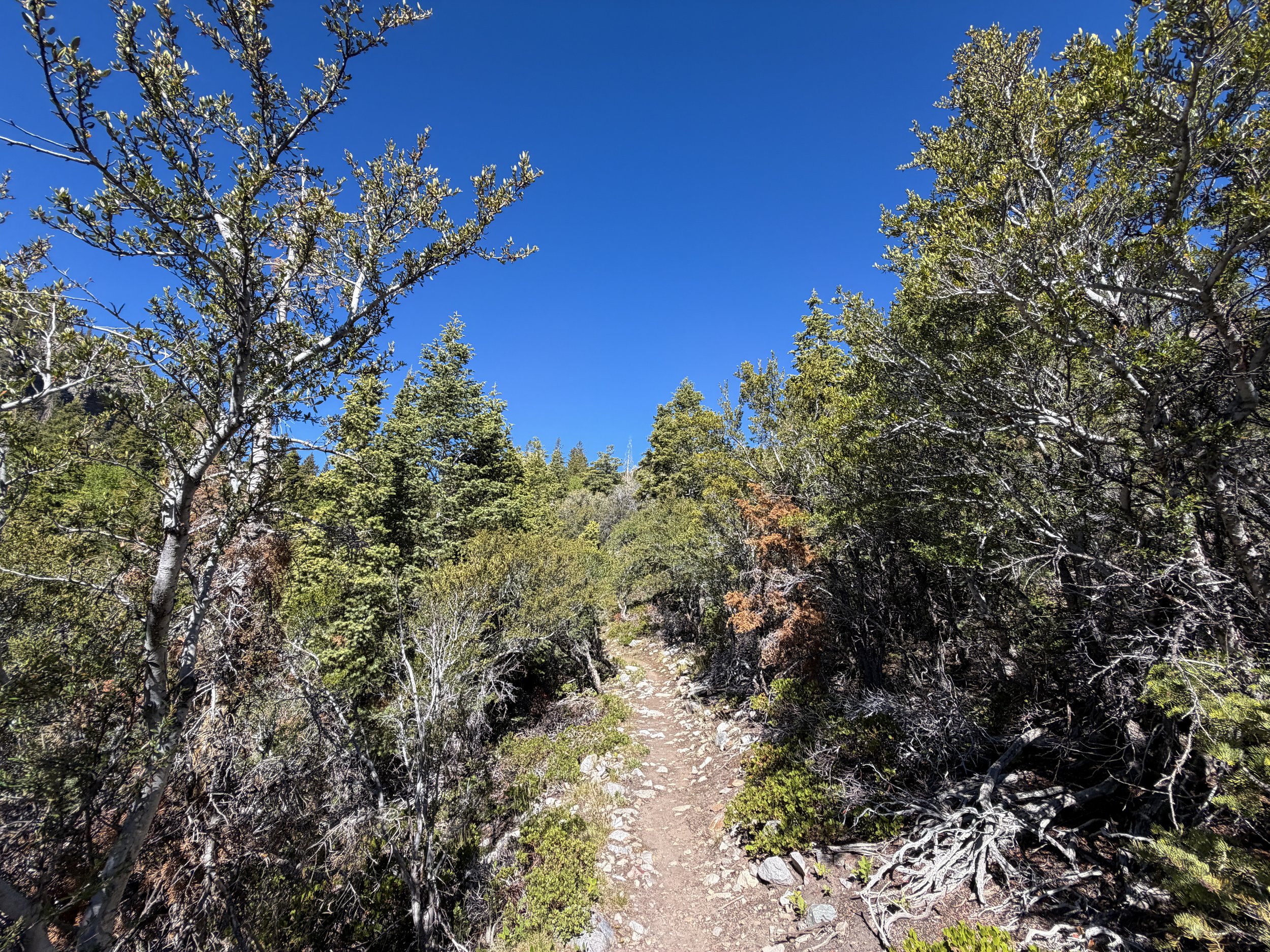 Baker Lake Trail Great Basin National Park Nevada