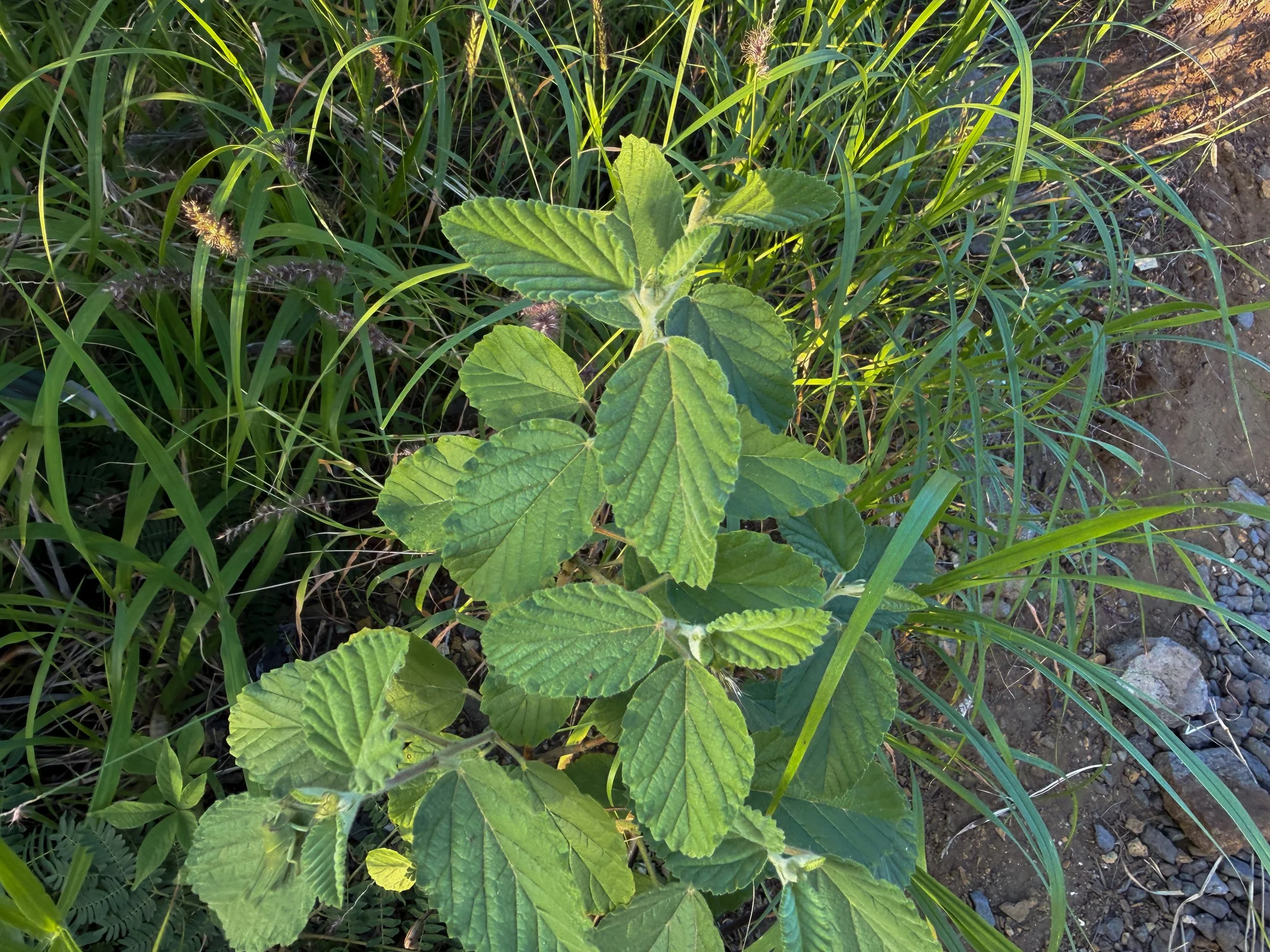 Uhaloa Waltheria indica