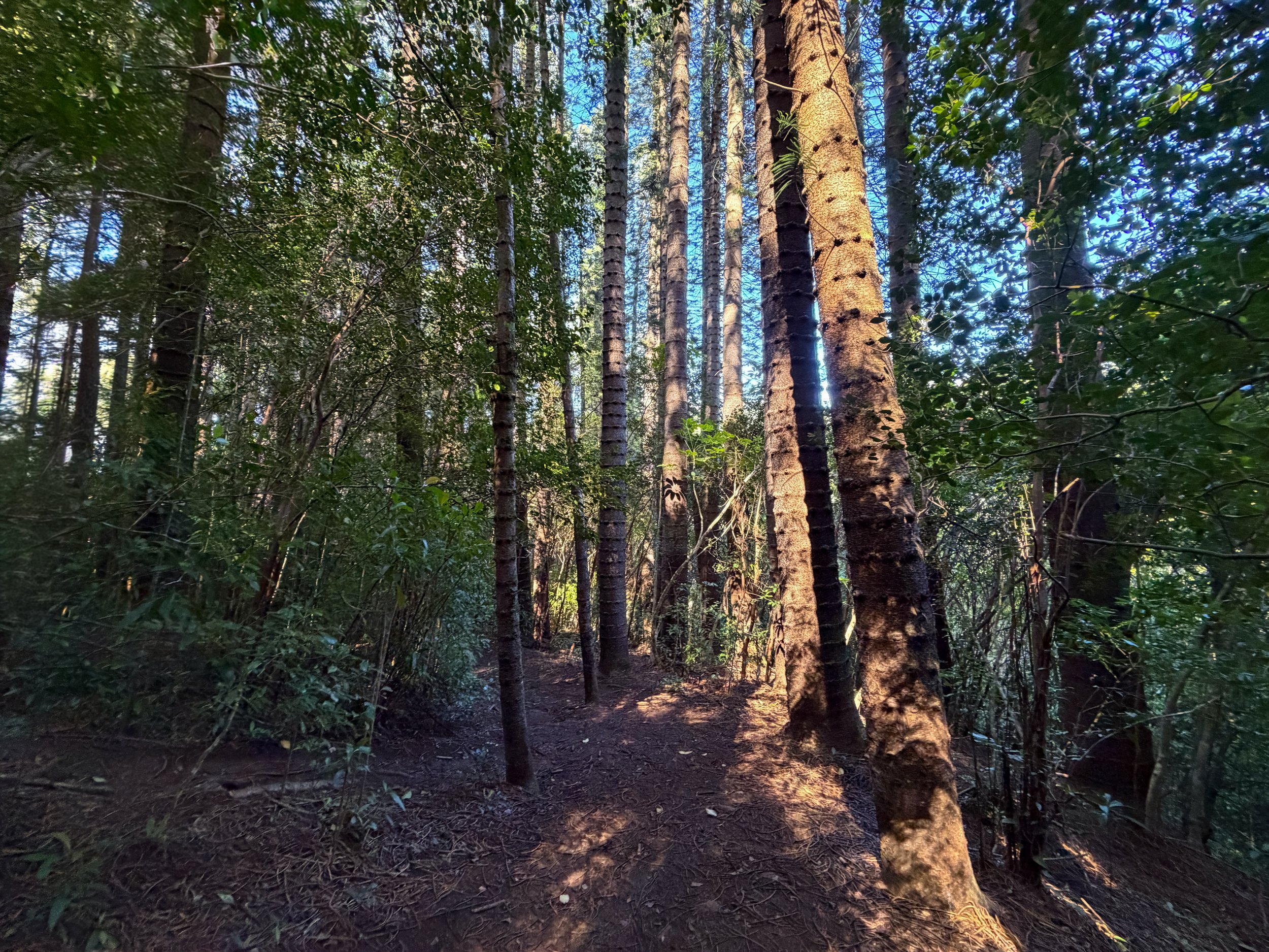 Judd Trail Oahu Hawaii