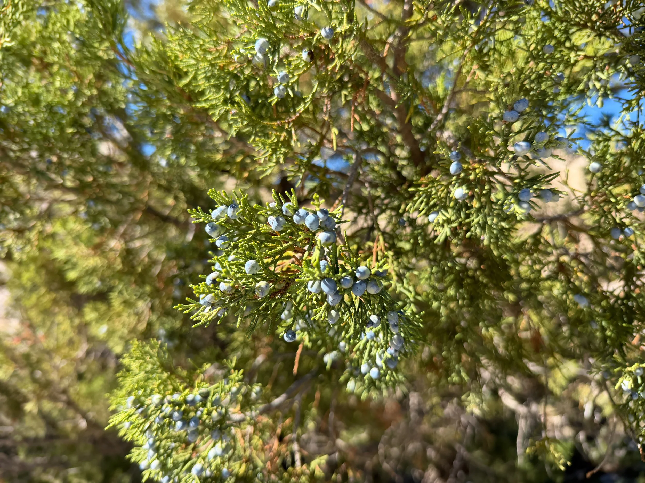 Rocky Mountain Juniper Juniperus scopulorum