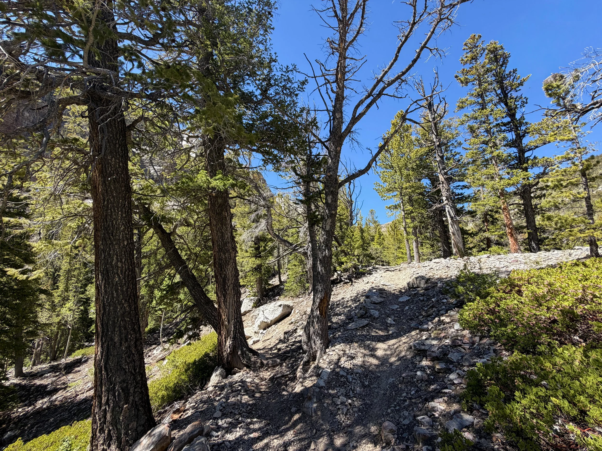 Baker Lake Trail Great Basin National Park Nevada