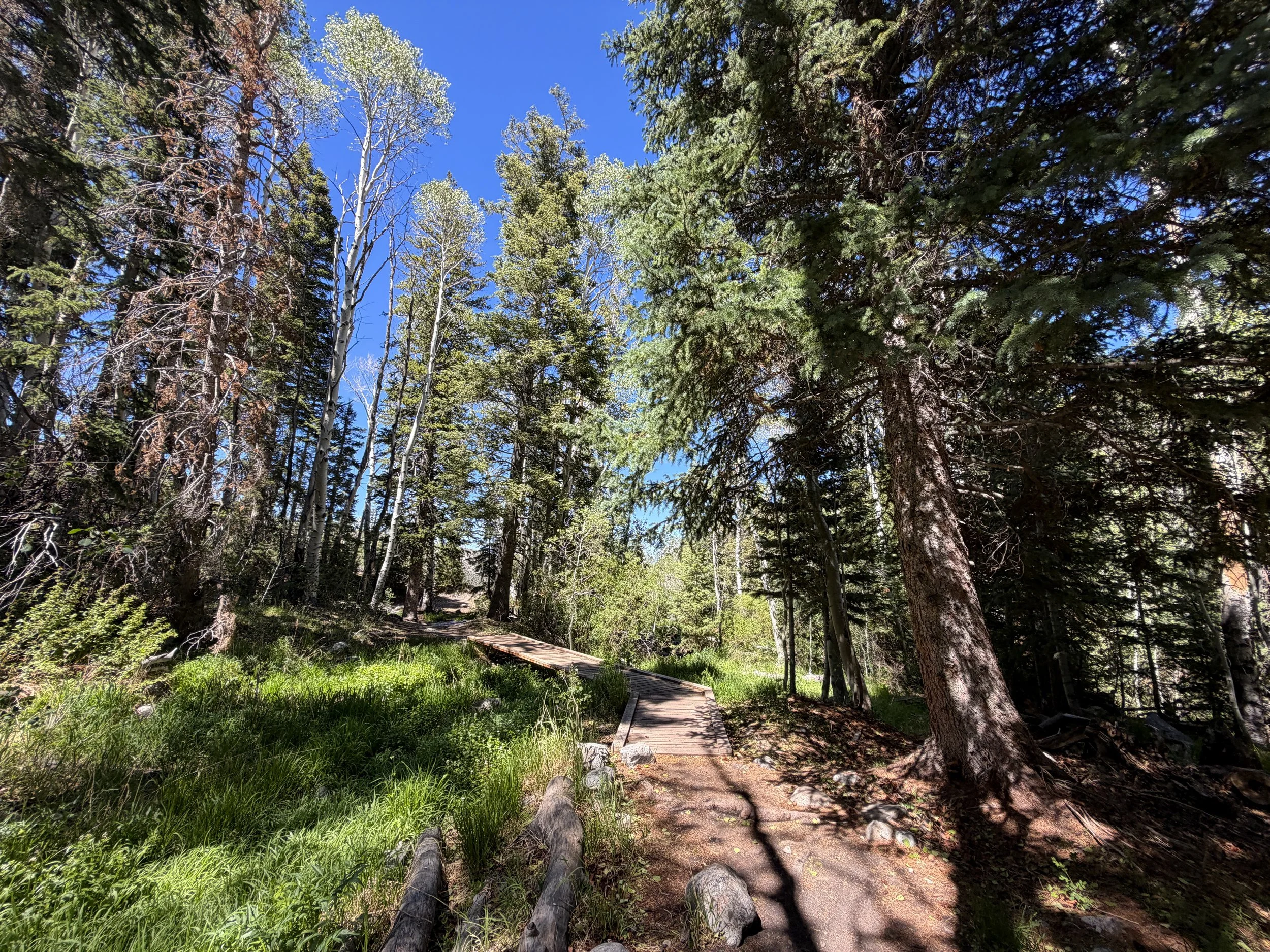 Baker Creek Loop Trail Great Basin National Park Nevada
