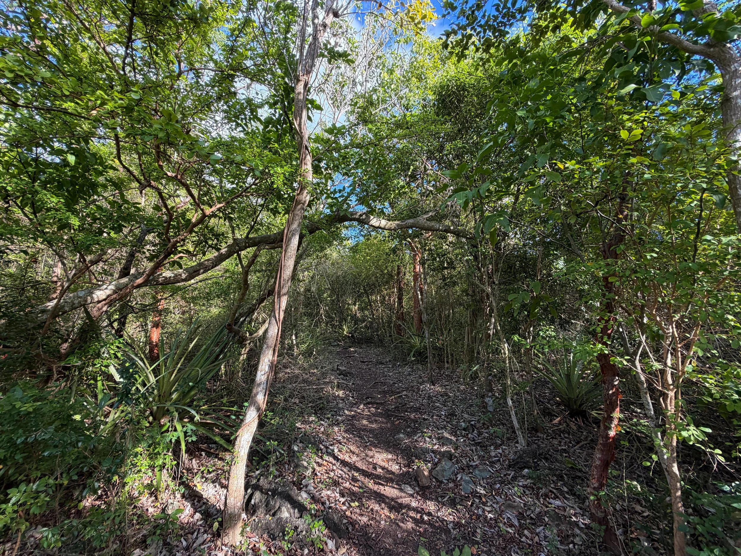 Caneel Hill Spur Trail Virgin Islands National Park