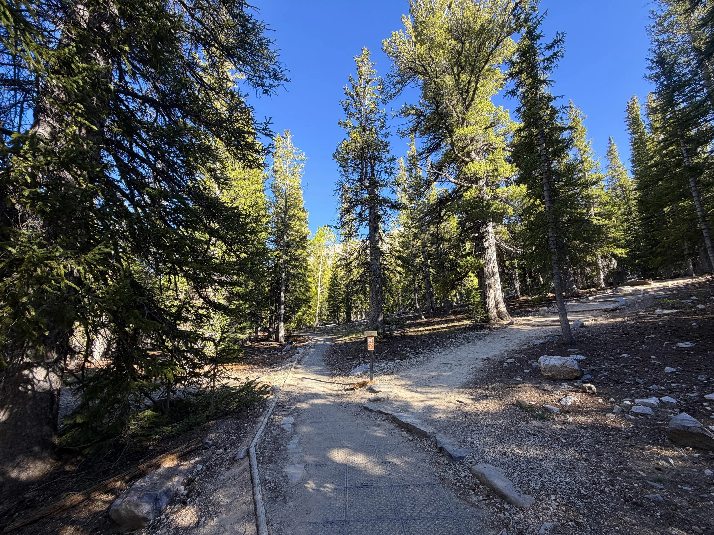Sky Island Forest Trail Great Basin National Park Nevada