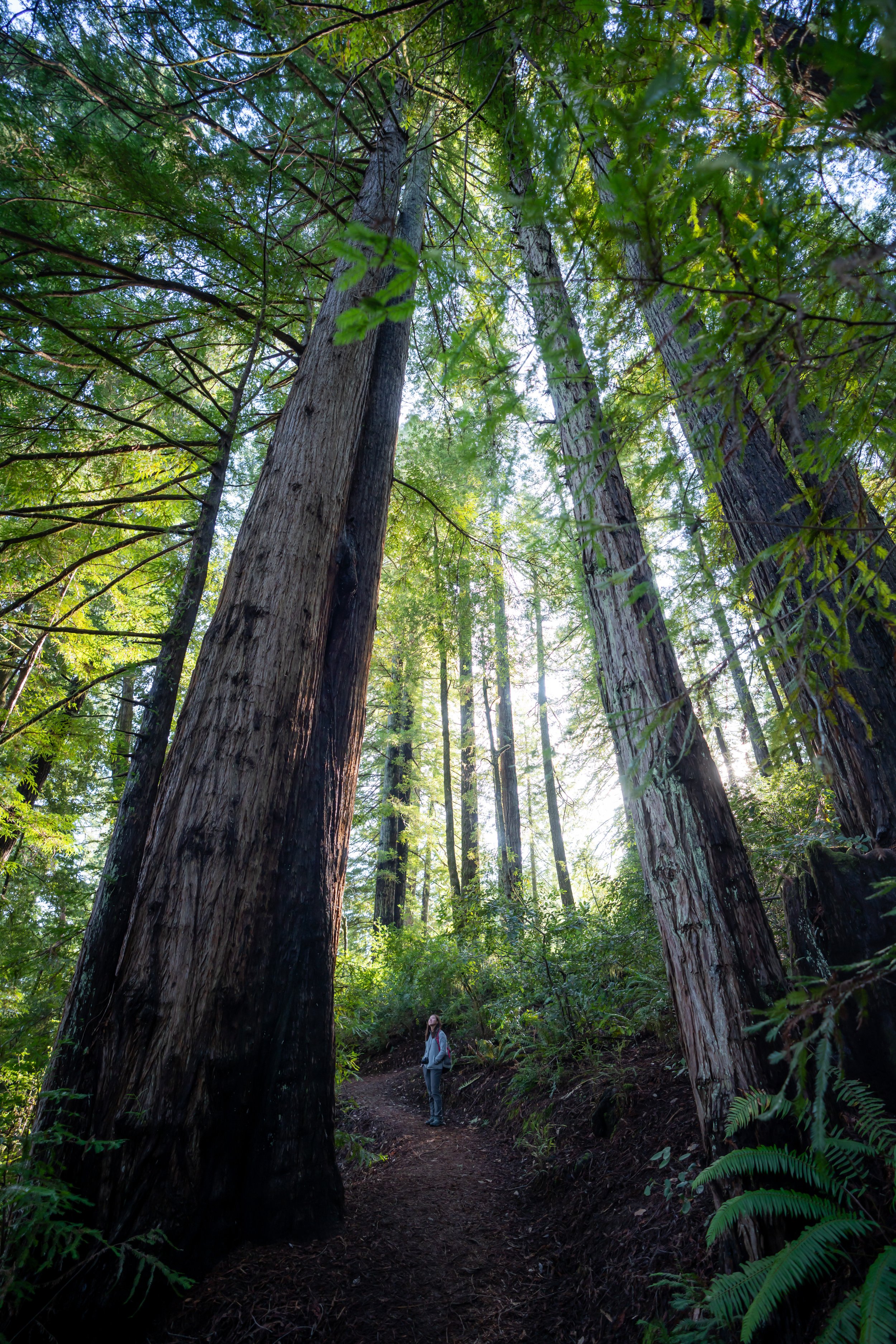 Redwood Nature