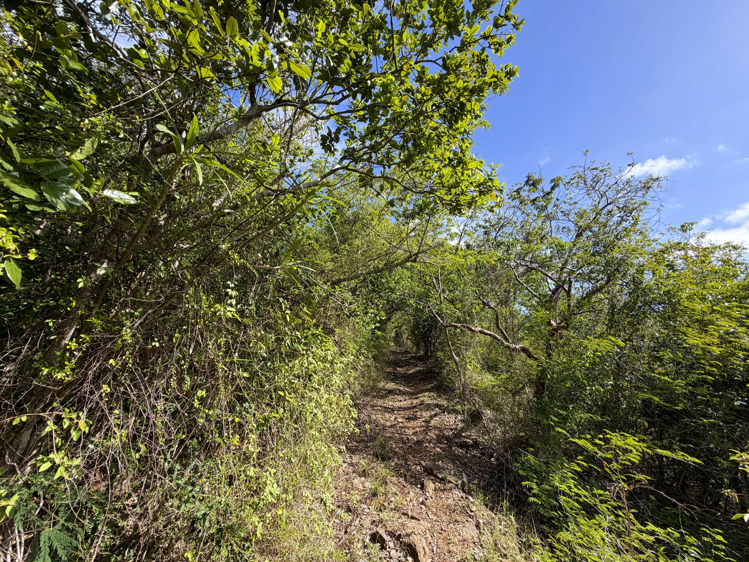 Bordeaux Mountain Trail Virgin Islands National Park