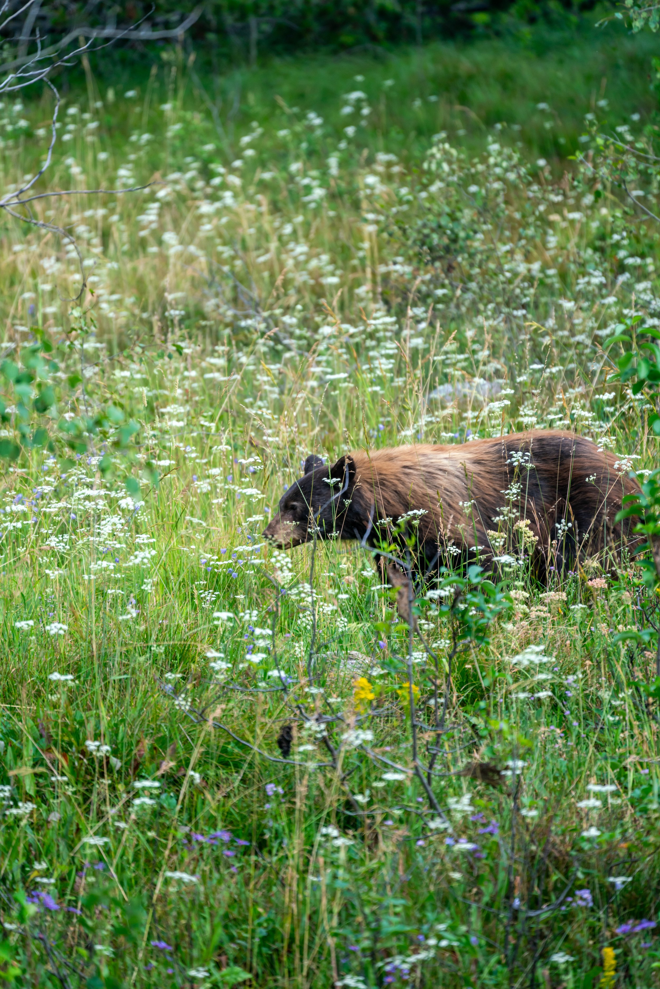 Moose Ponds Loop