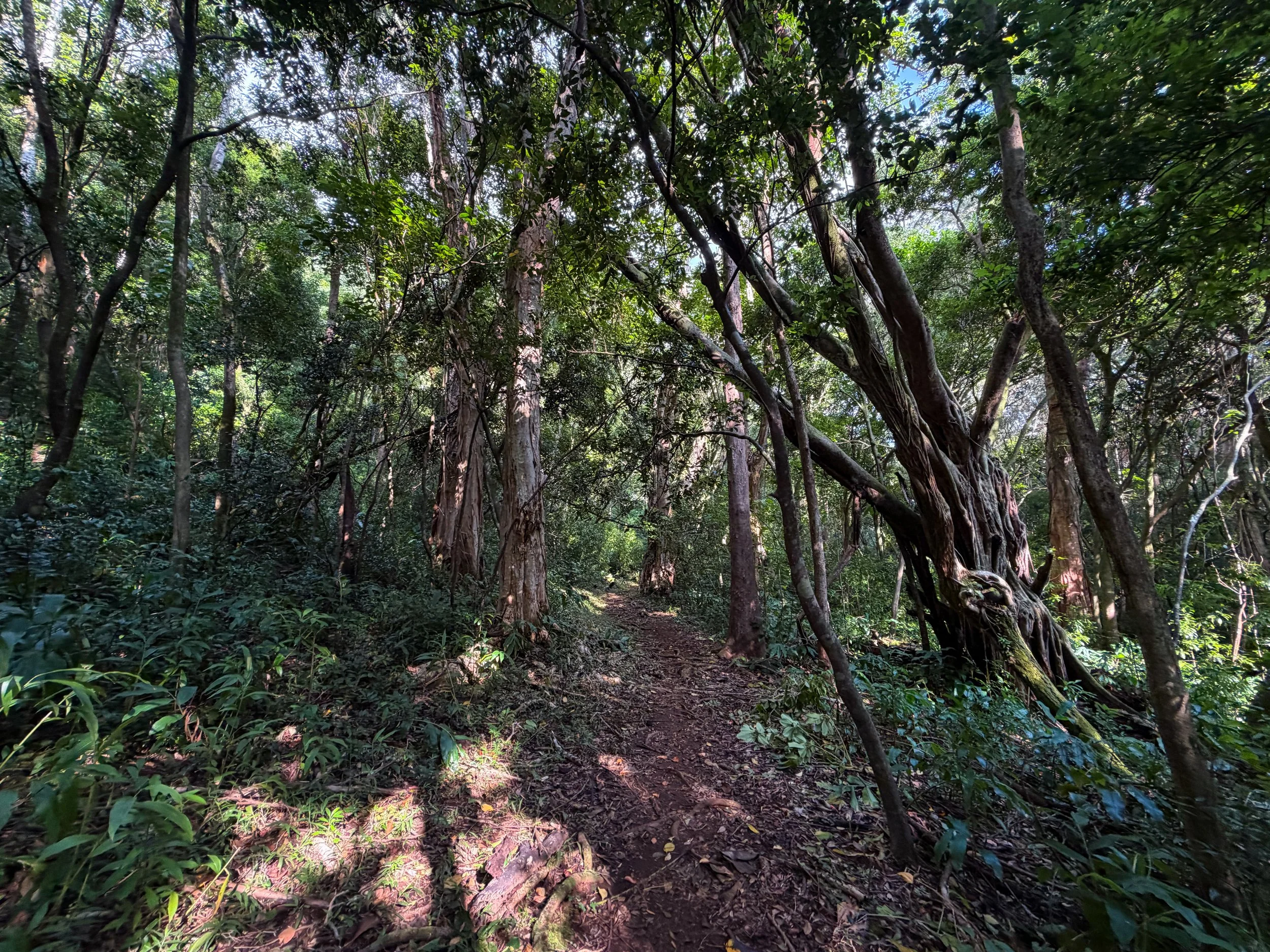 Nuuanu Trail Oahu Hawaii